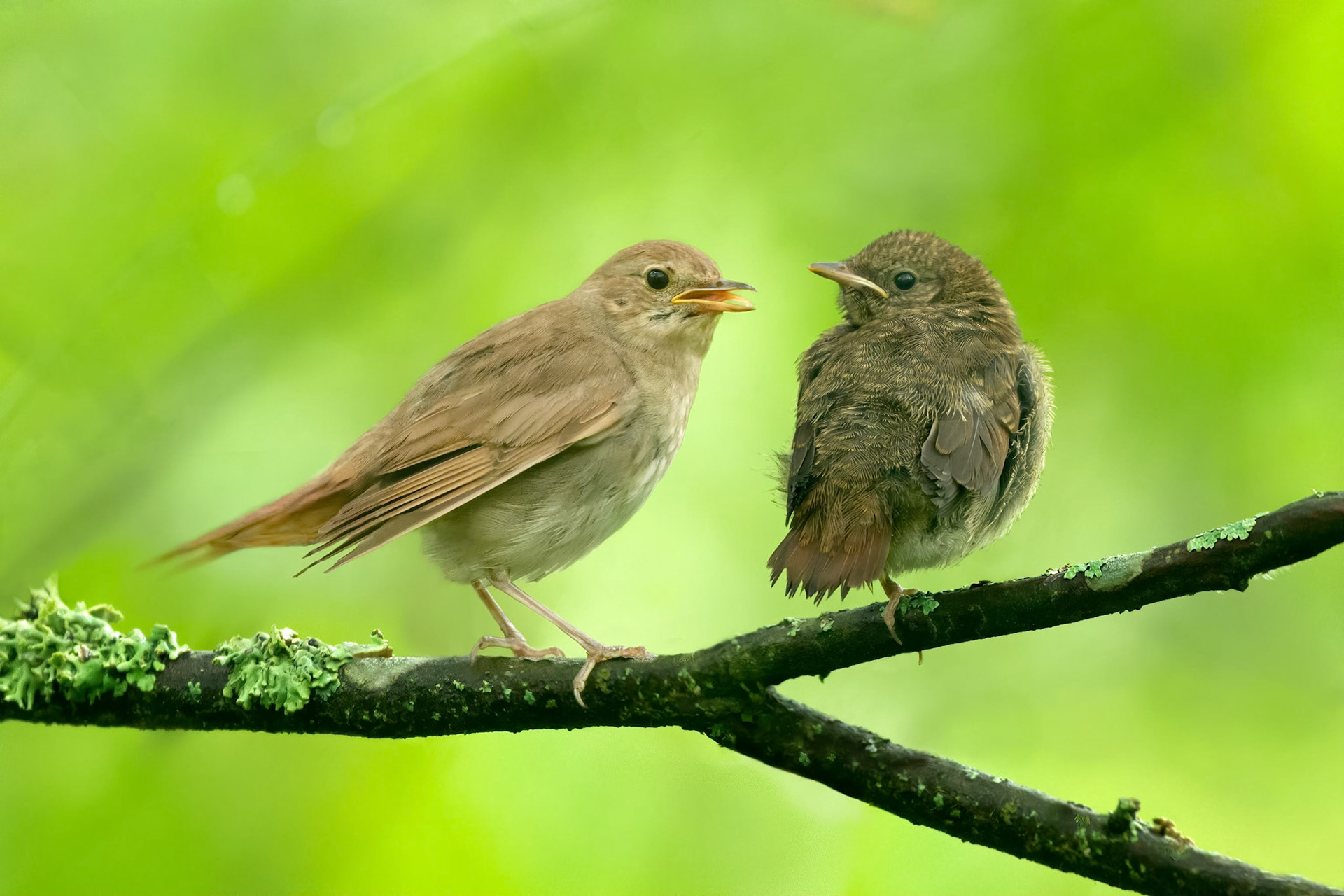 Thrush Nightingale (Ruissalo, Finland)