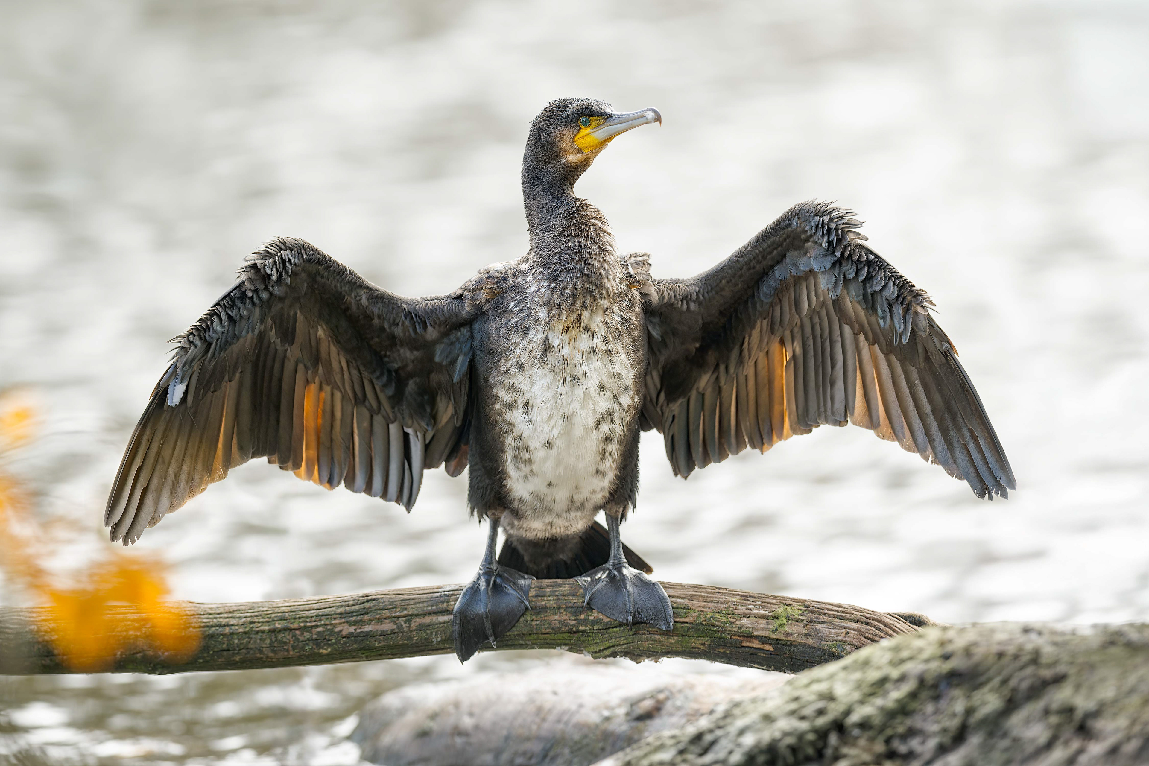 Great Cormorant (Brussels, Belgium)