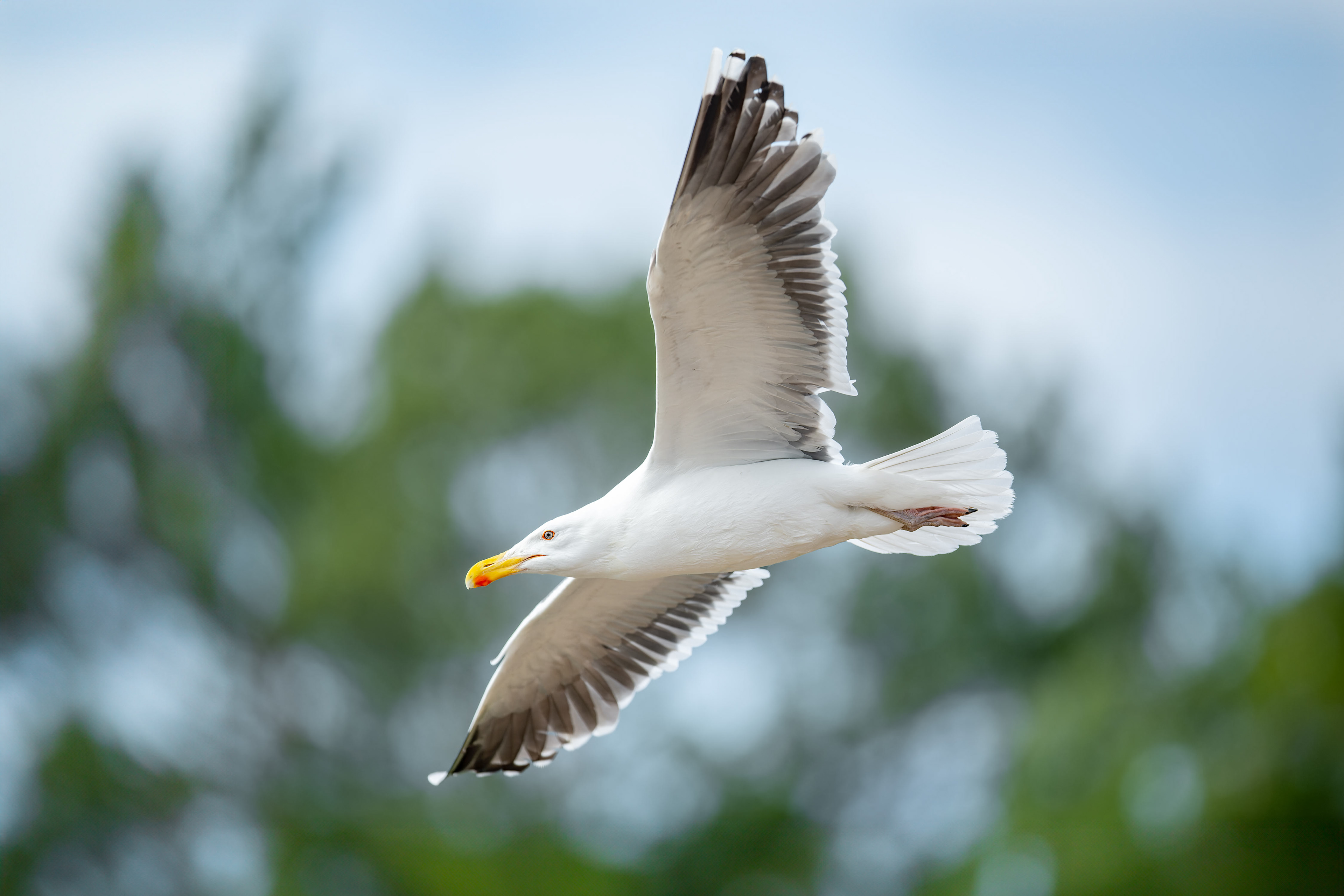 Herring Gull (Kustavi, Finland)