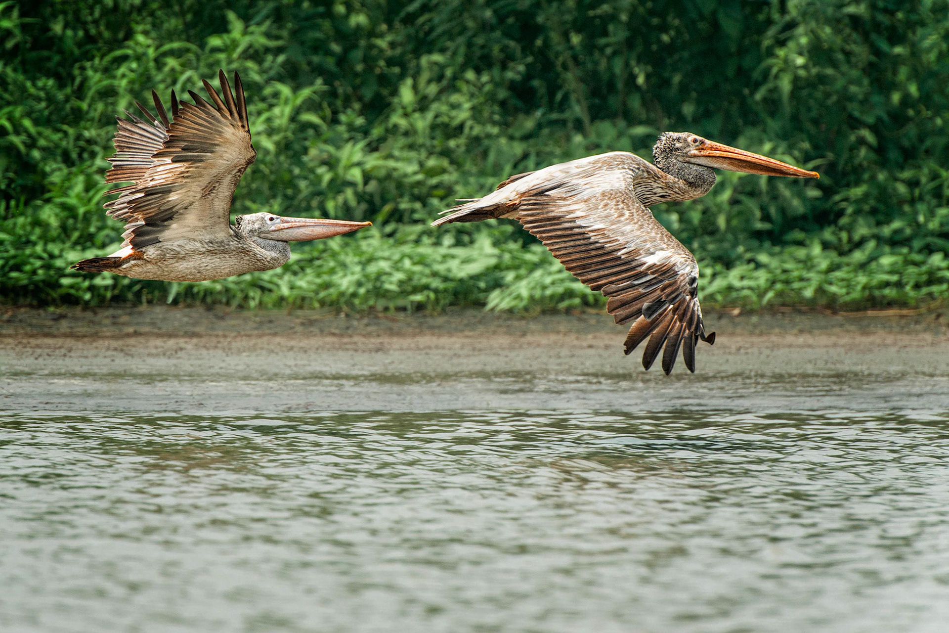 Spot-billed Pelican (Tonle Sap, Cambodia)