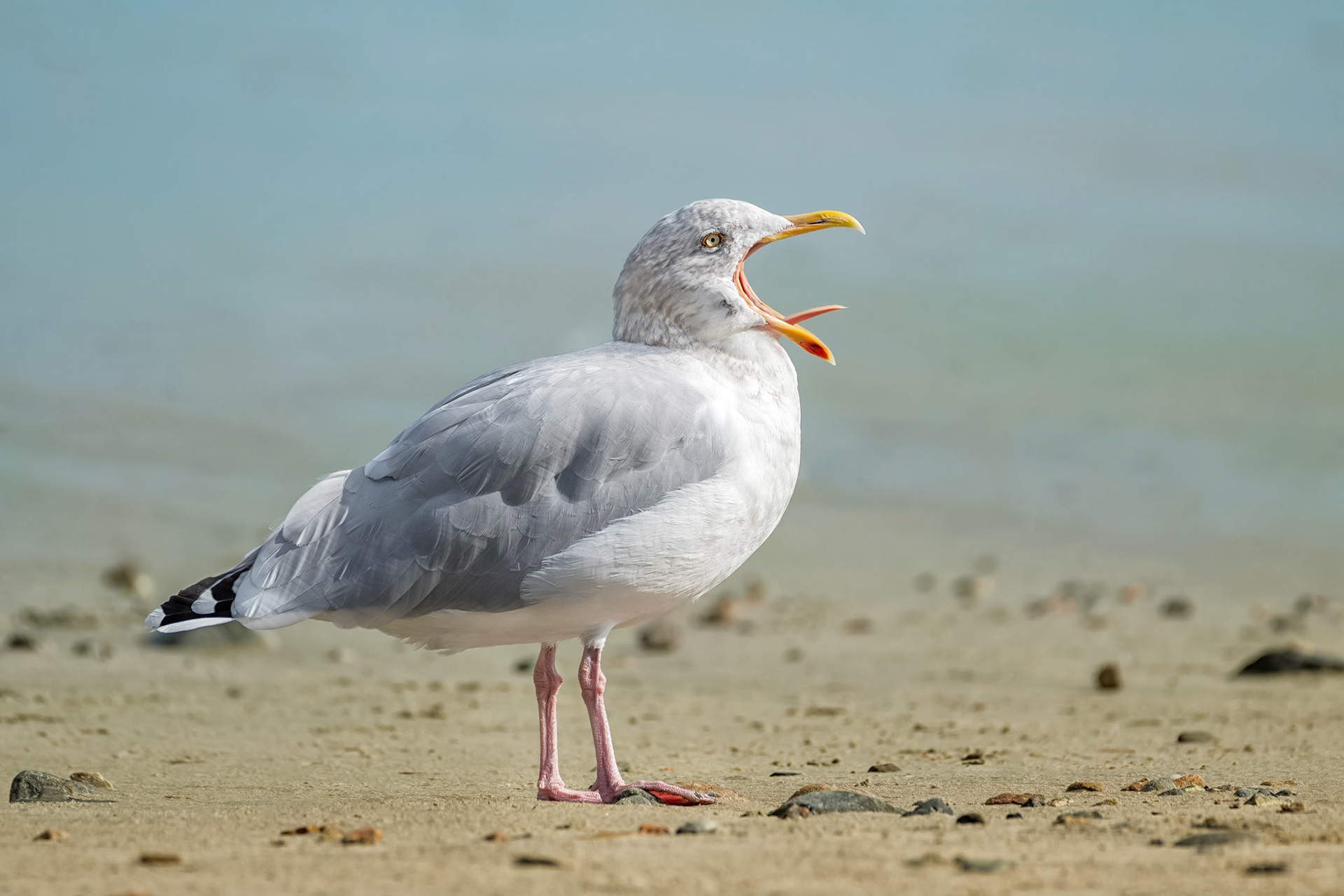 Herring Gull (Perros-Guirec, France)