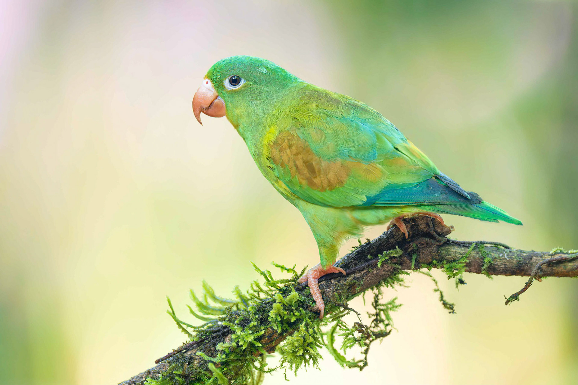 Orange-chinned Parakeet (Boca Tapada, Costa Rica)