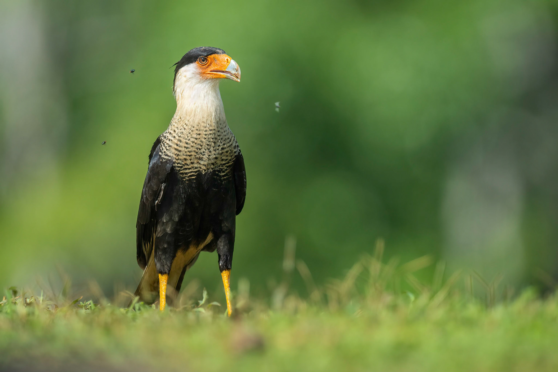 Crested Caracara (Boca Tapada, Costa Rica)