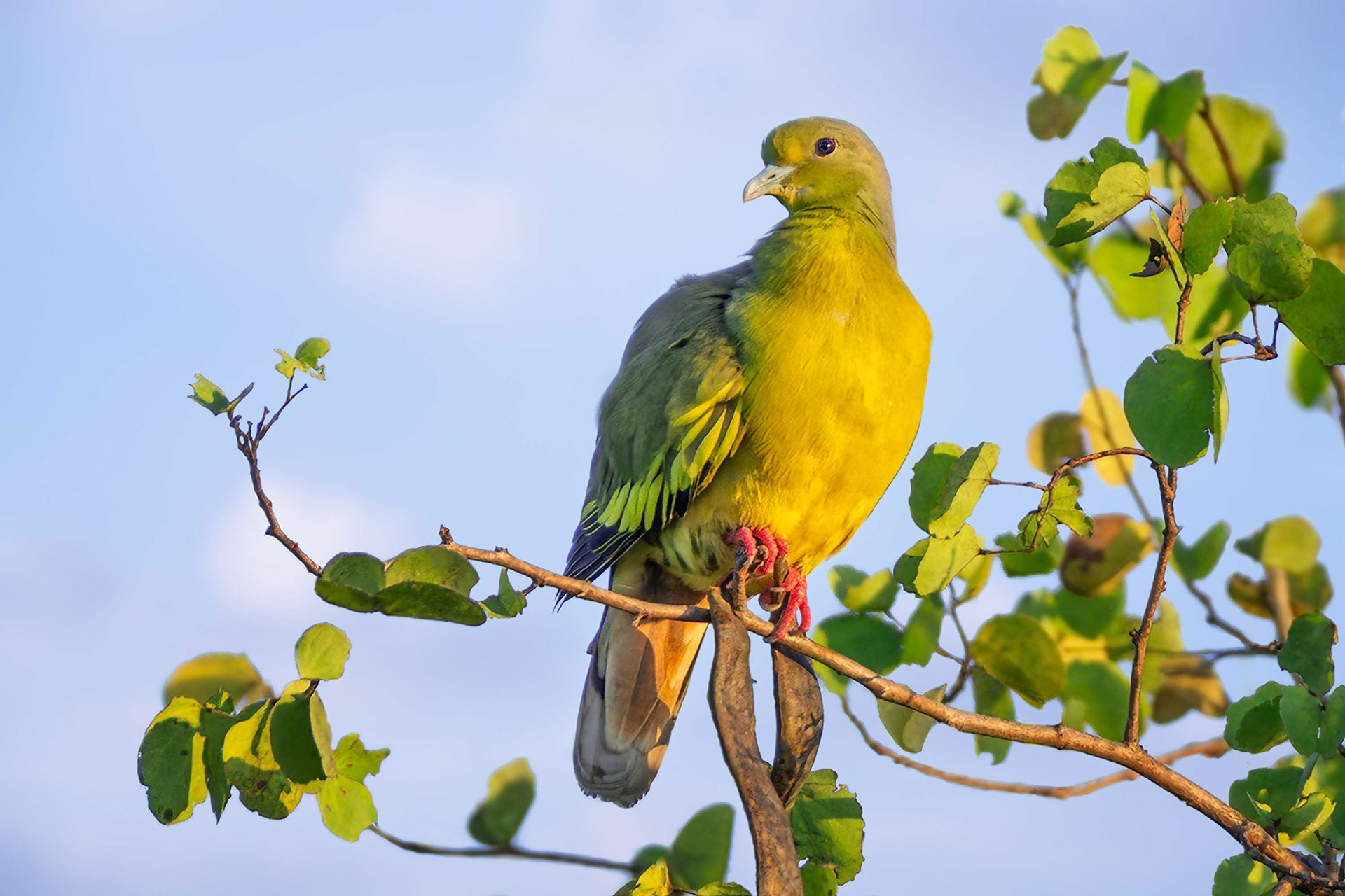 bird, orange-breasted green pigeon, Udawalawa, Sri Lanka