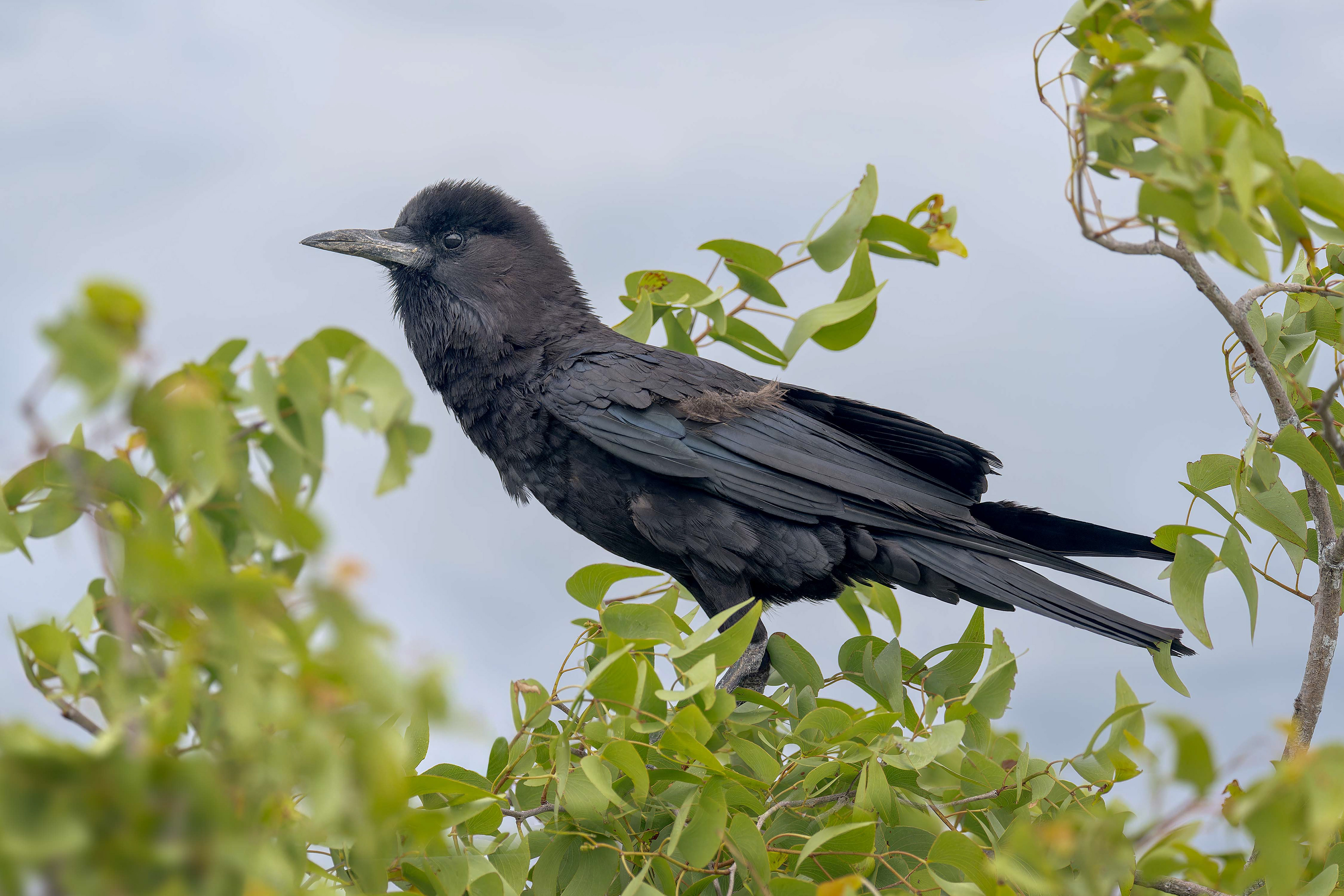 Cape Crow (Etosha, Namibia)
