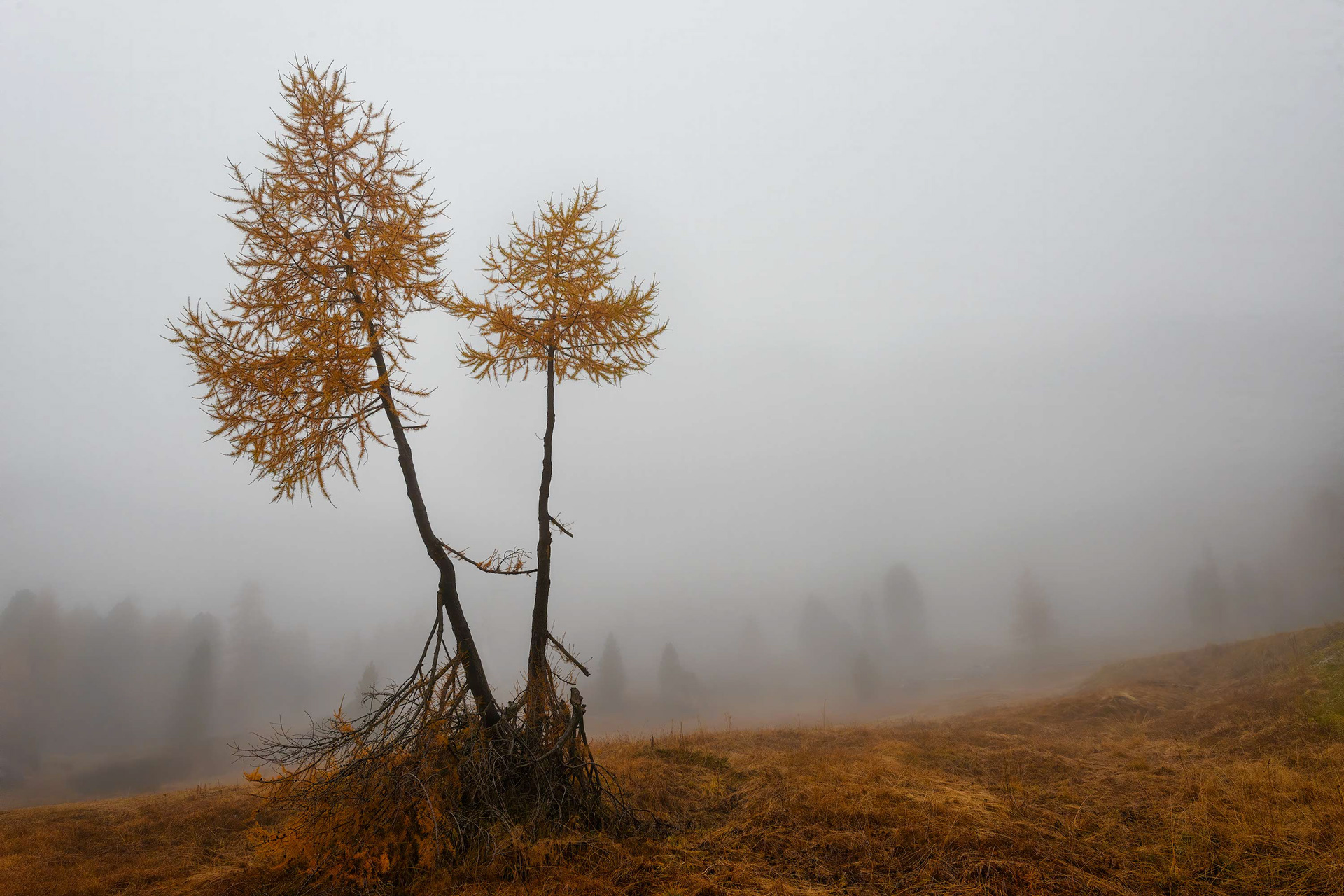 Italy, Dolomites, larch