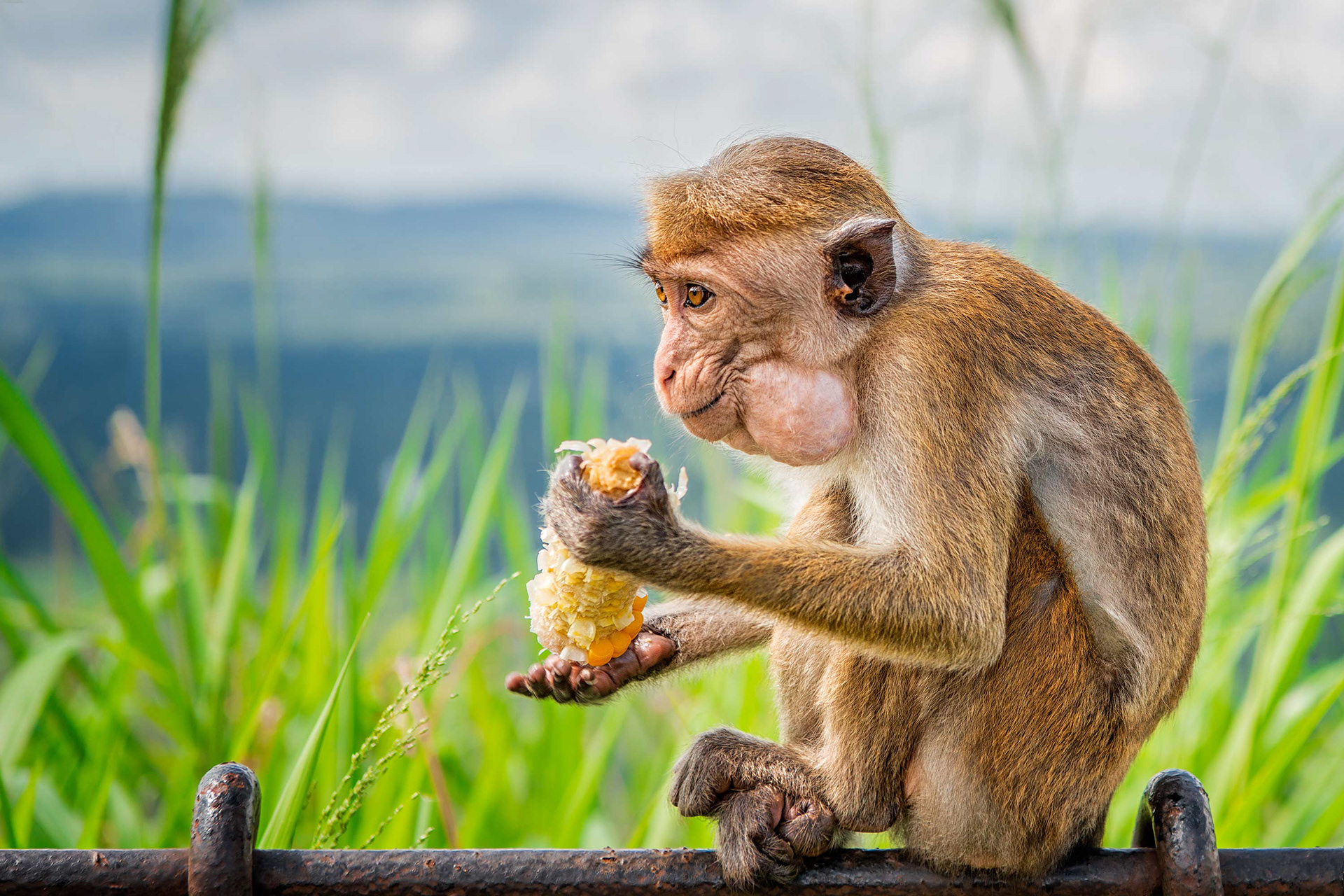 animal, toque macaque, Sigiriya, Sri Lanka