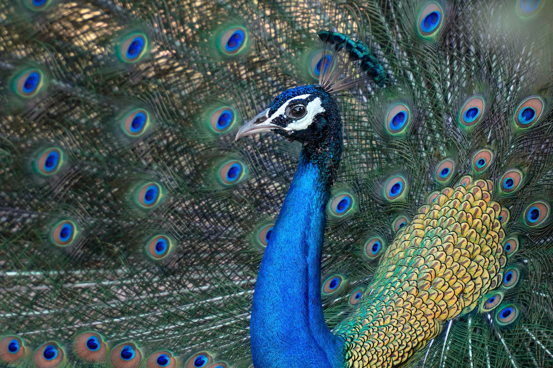 Indian Peafowl (Yala, Sri Lanka)