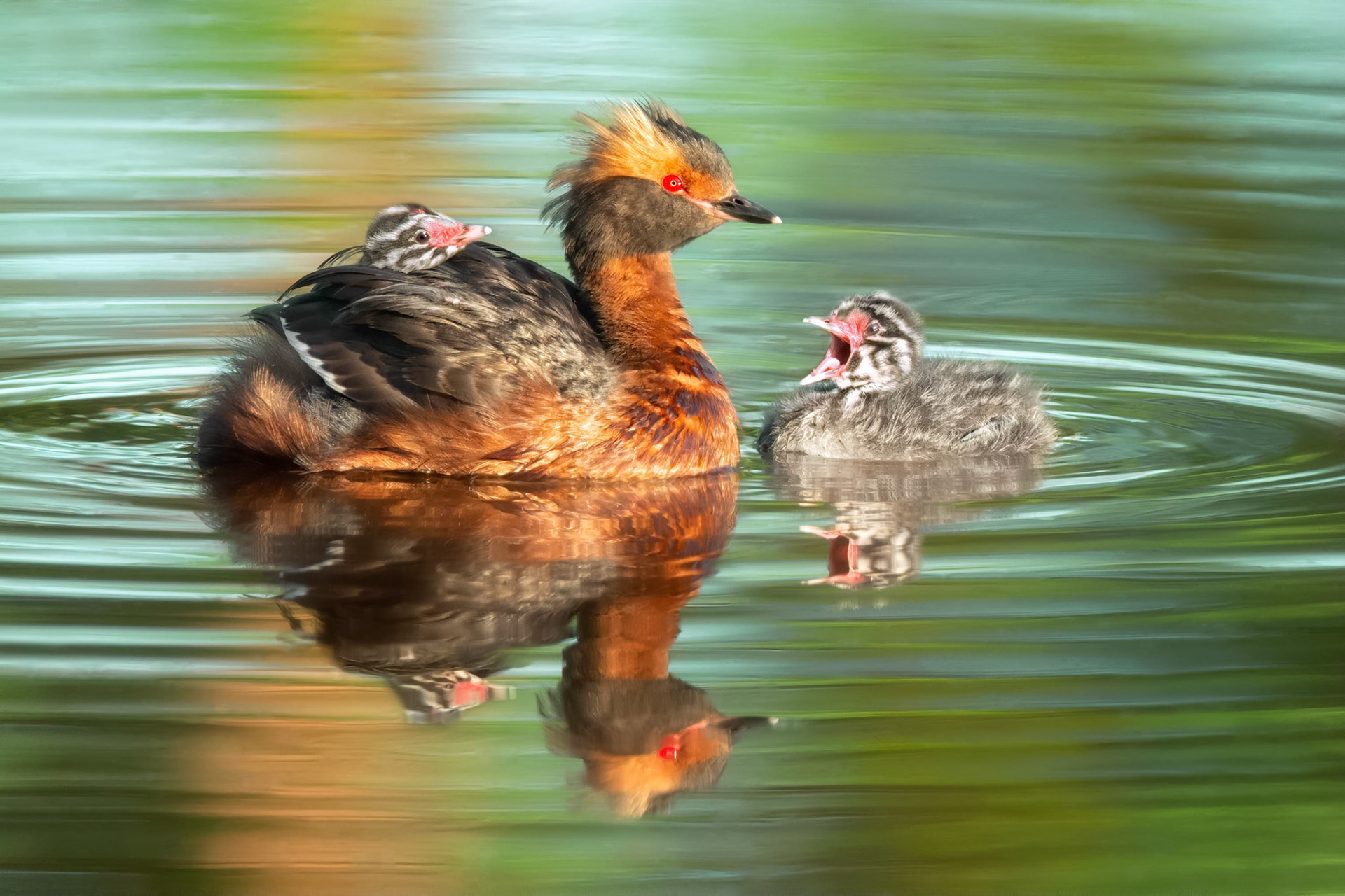 Horned Grebe (Masku, Finland)