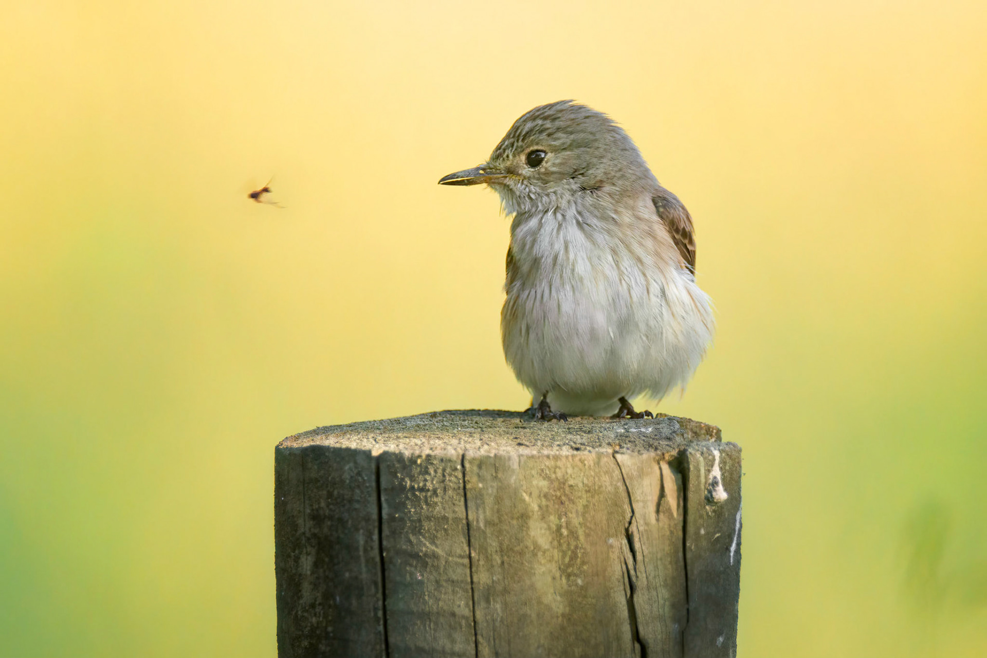 Spotted Flycatcher (Ruissalo, Finland)