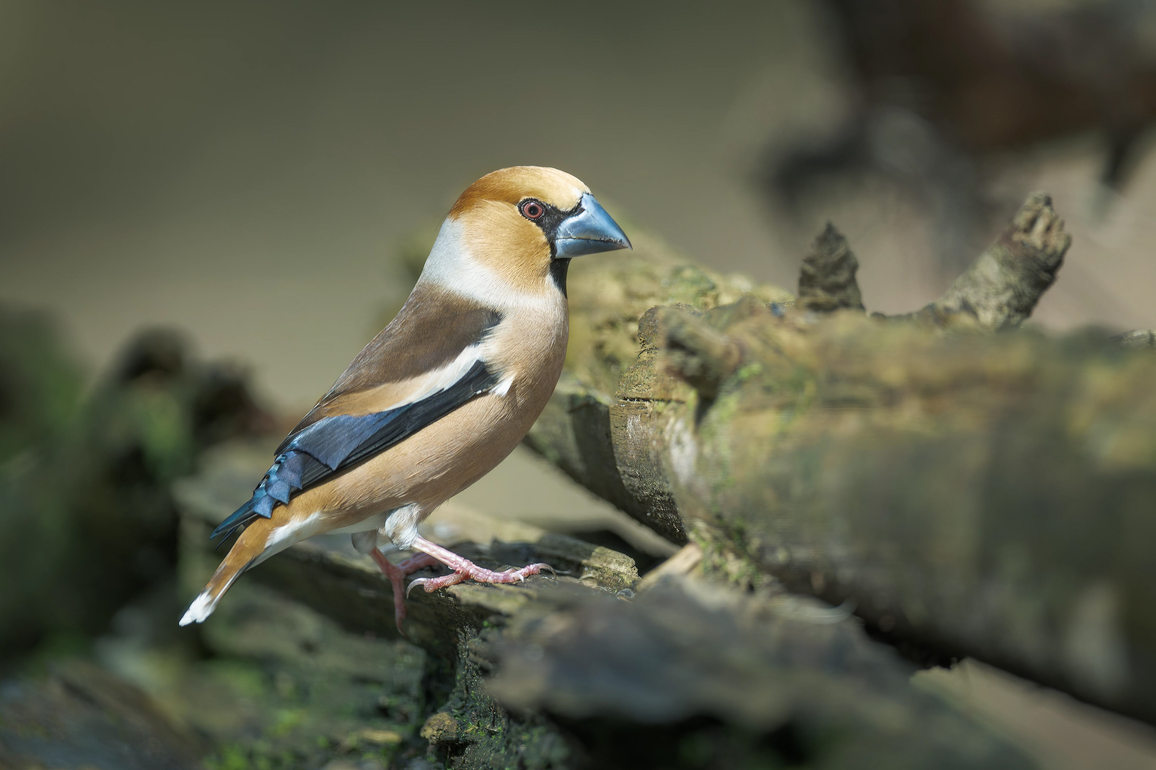 Hawfinch (Kalmthout, Belgium)