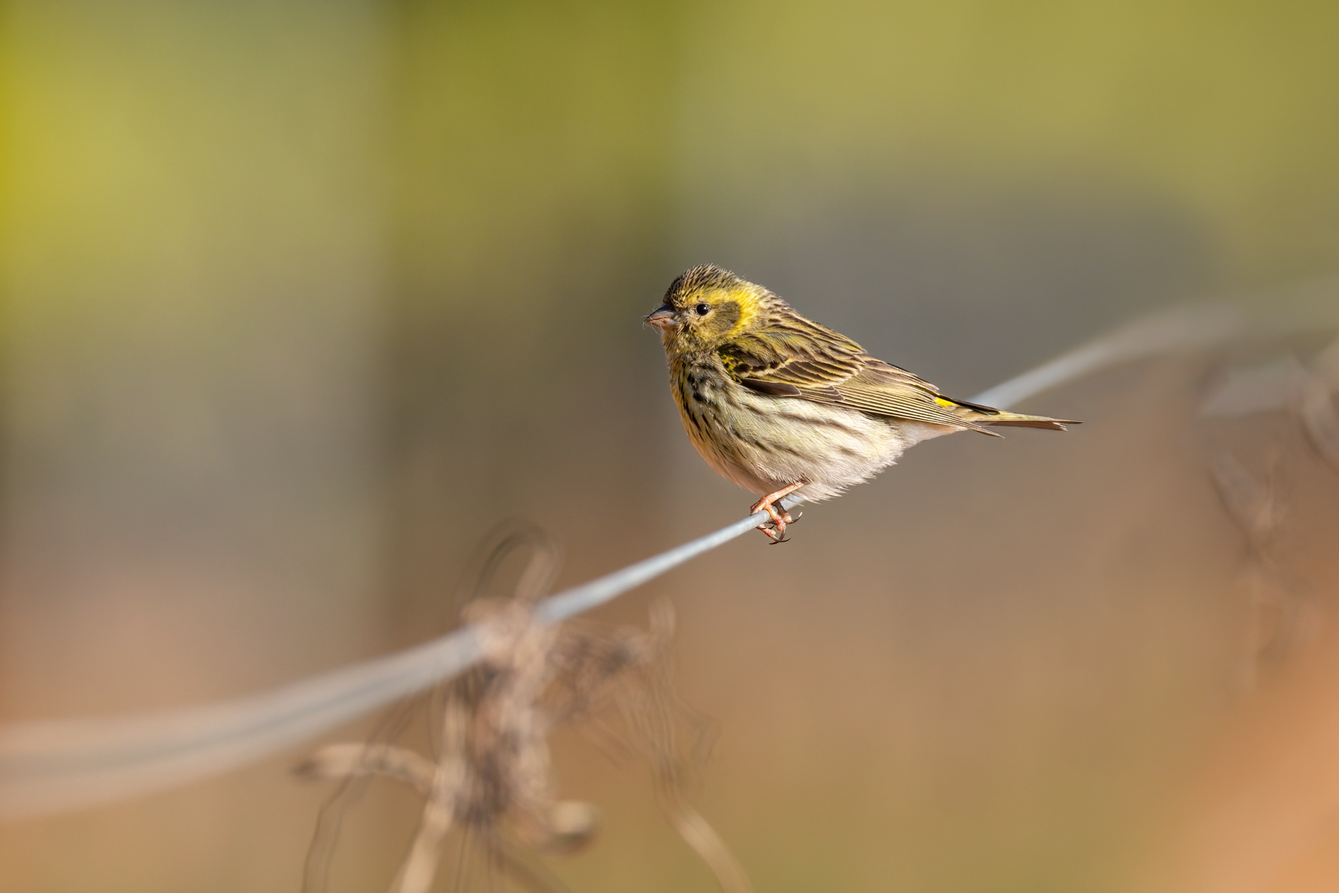 bird, European serin, Entrena, Spain