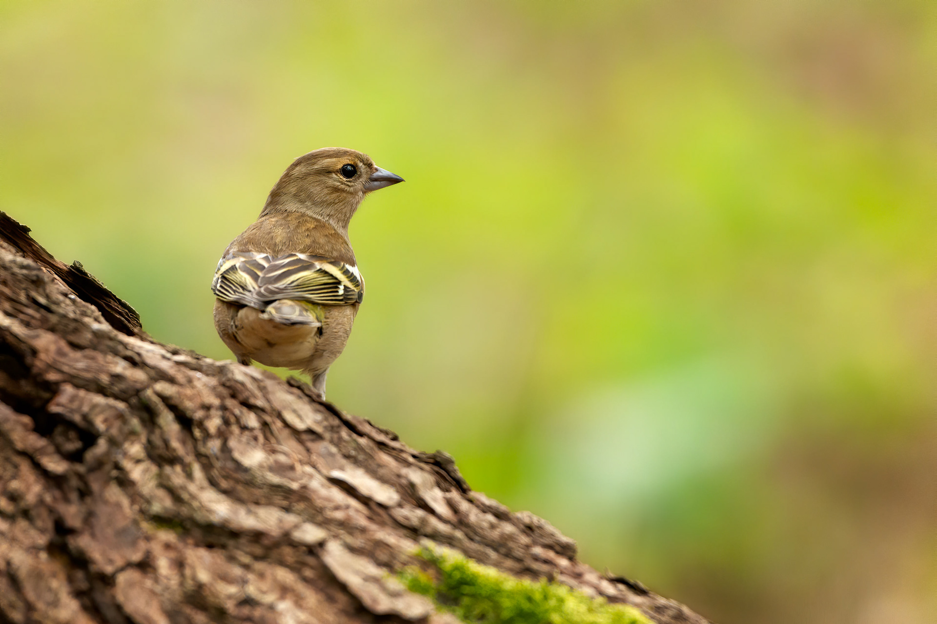 bird, common chaffinch, female, Brussels, Belgium