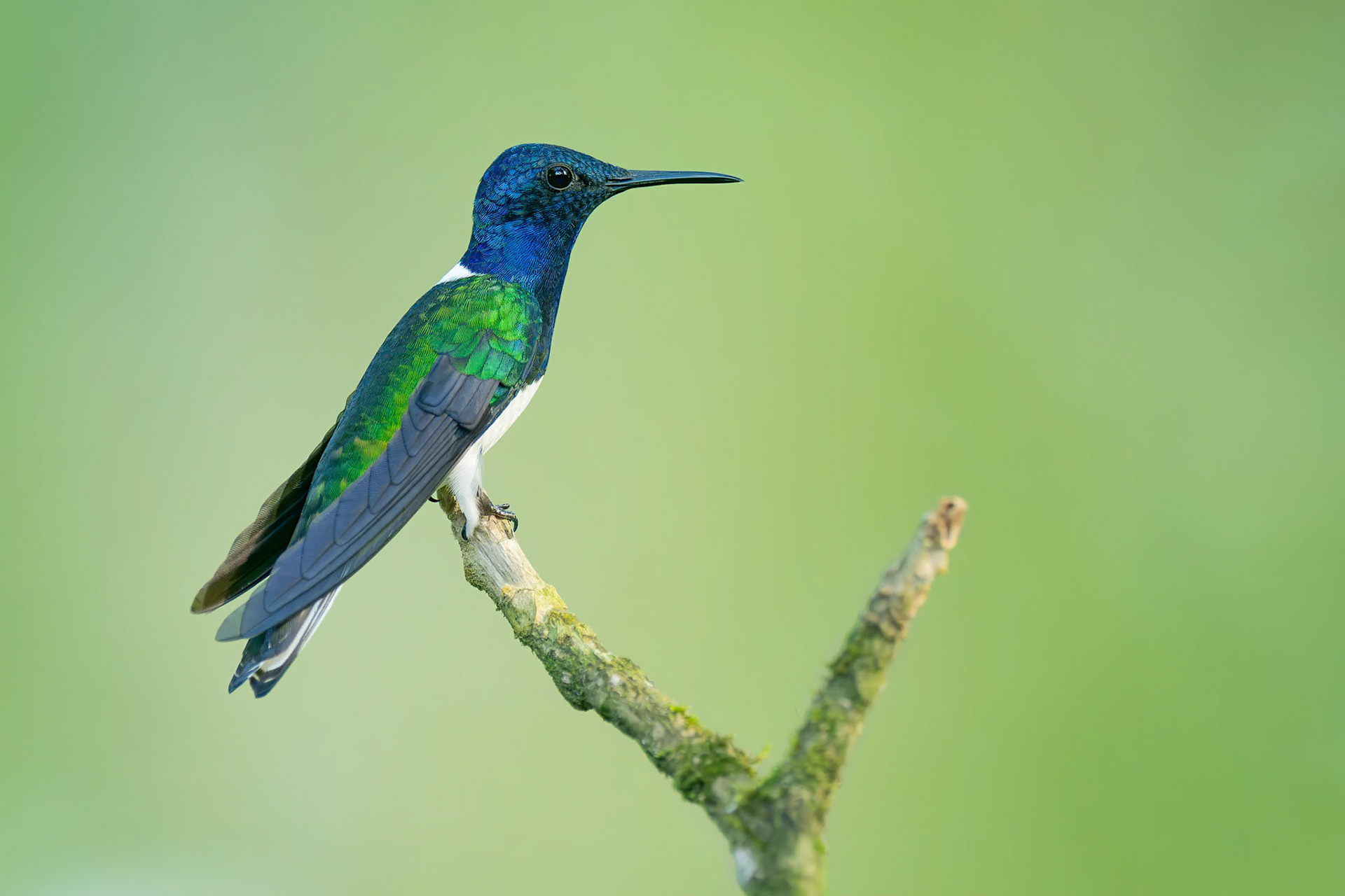 White-necked Jacobin (Cachi, Costa Rica)