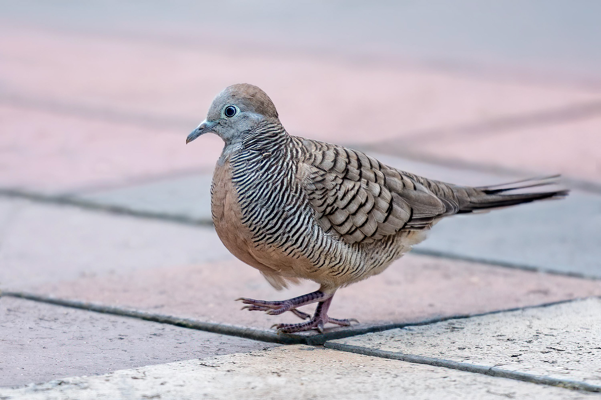 bird, zebra dove, Kuala Lumpur, Malaysia