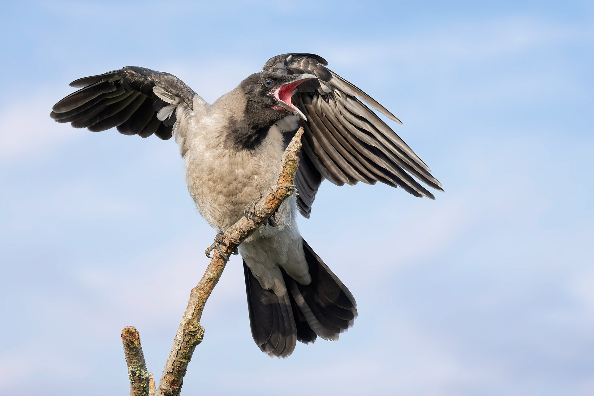 bird, hooded crow, Finland, Raisio