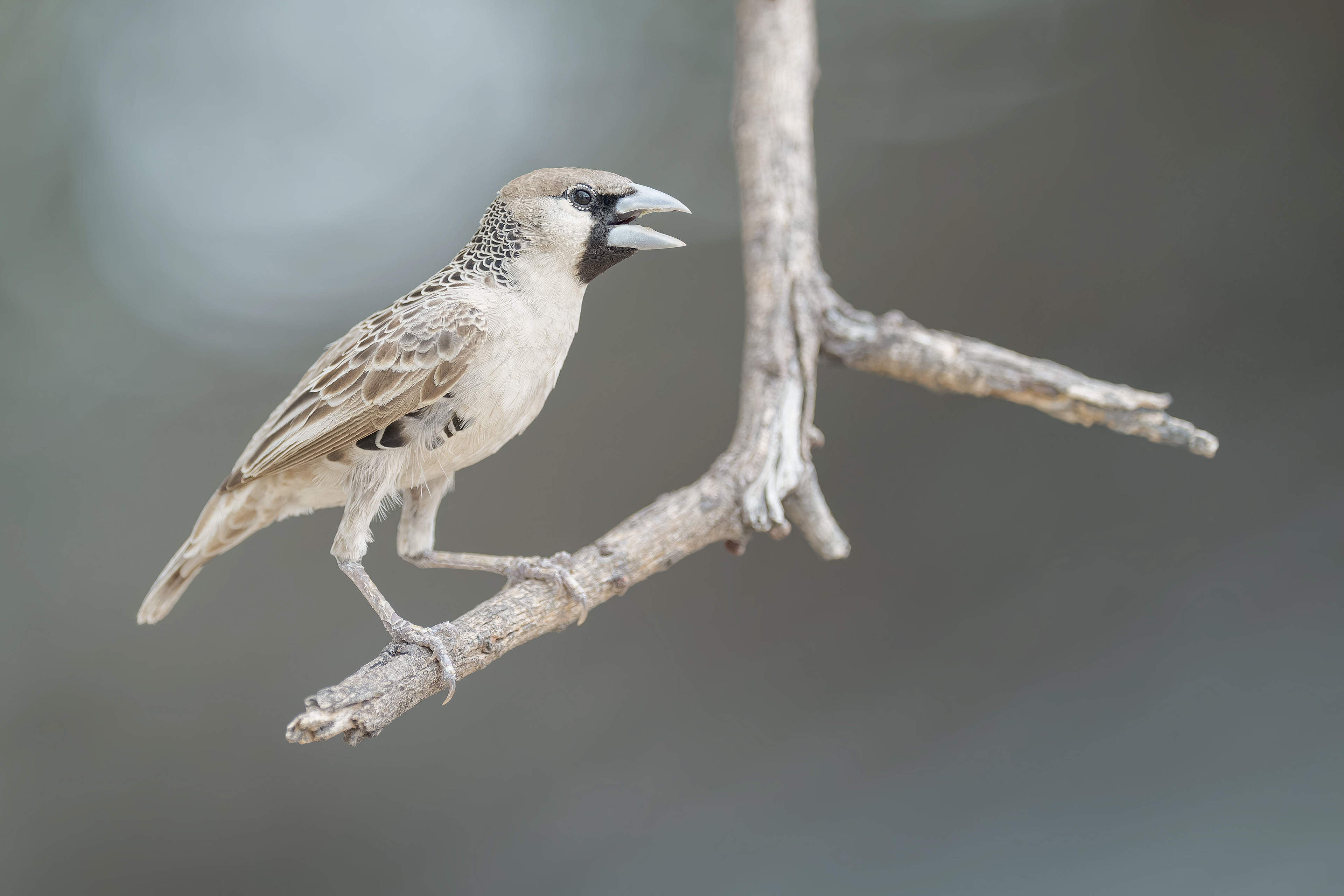 Sociable Weaver (Etosha, Namibia)