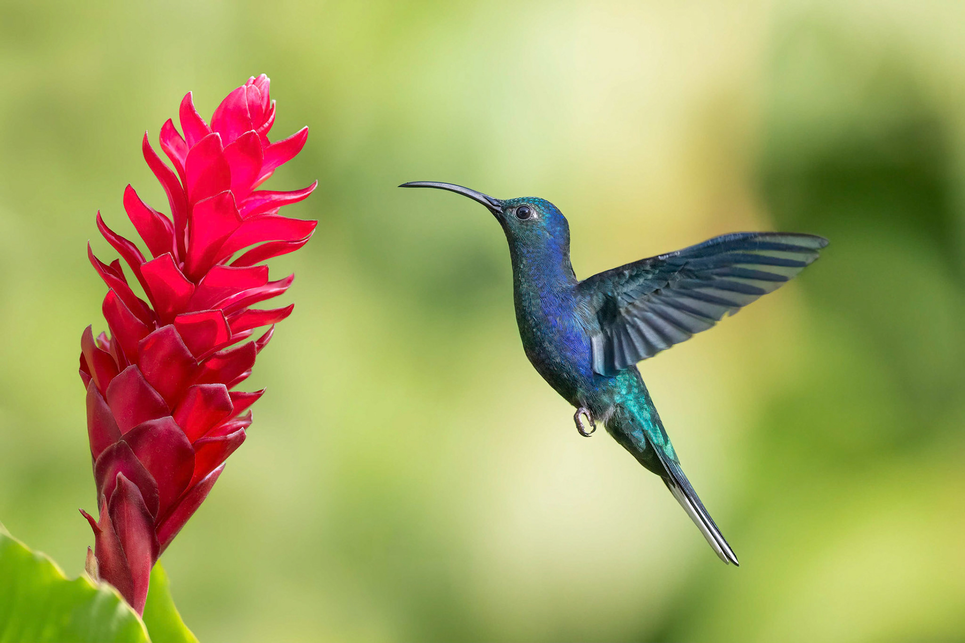 Violet Sabrewing (Cachi, Costa Rica)