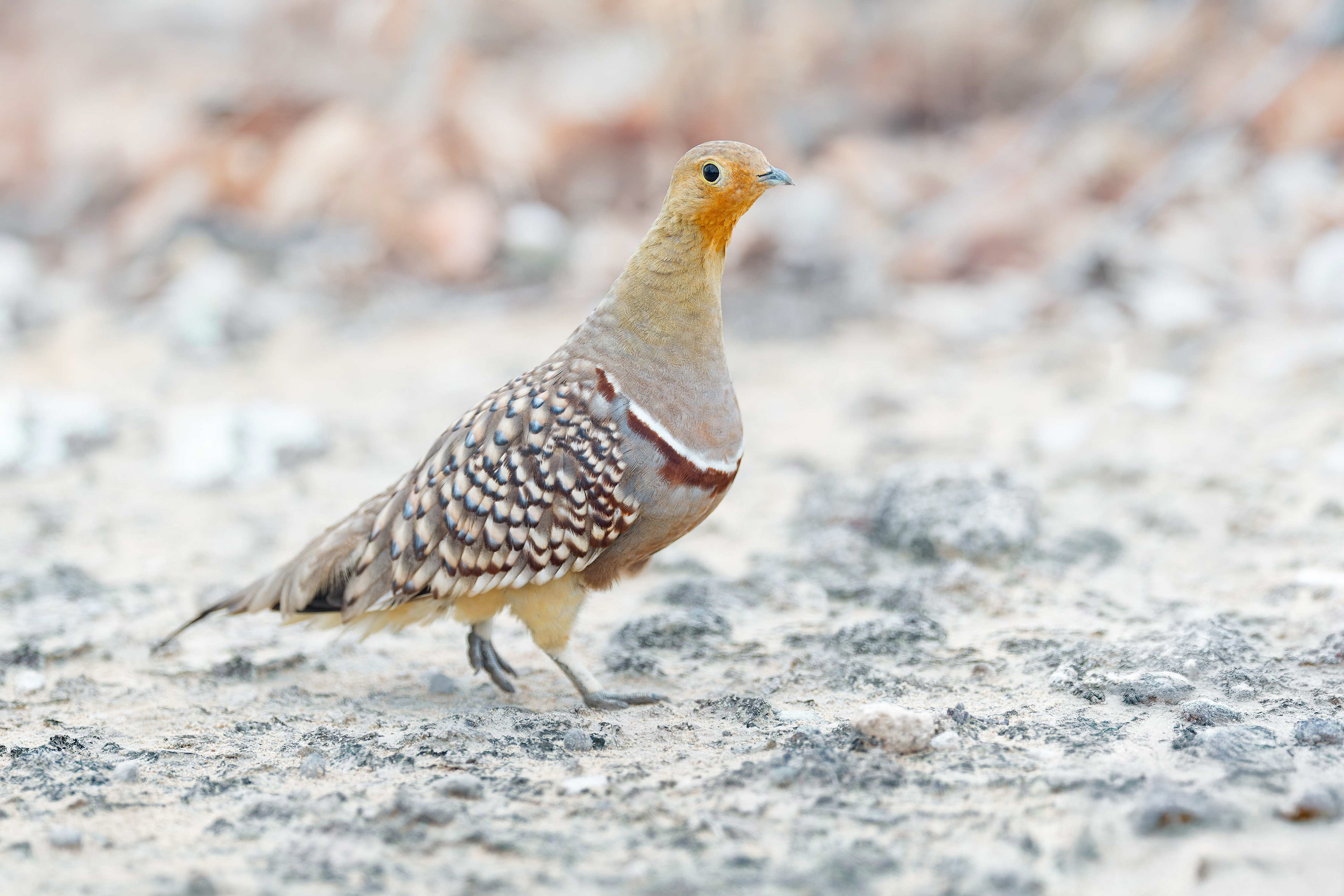Namaqua Sandgrouse (Etosha, Namibia)