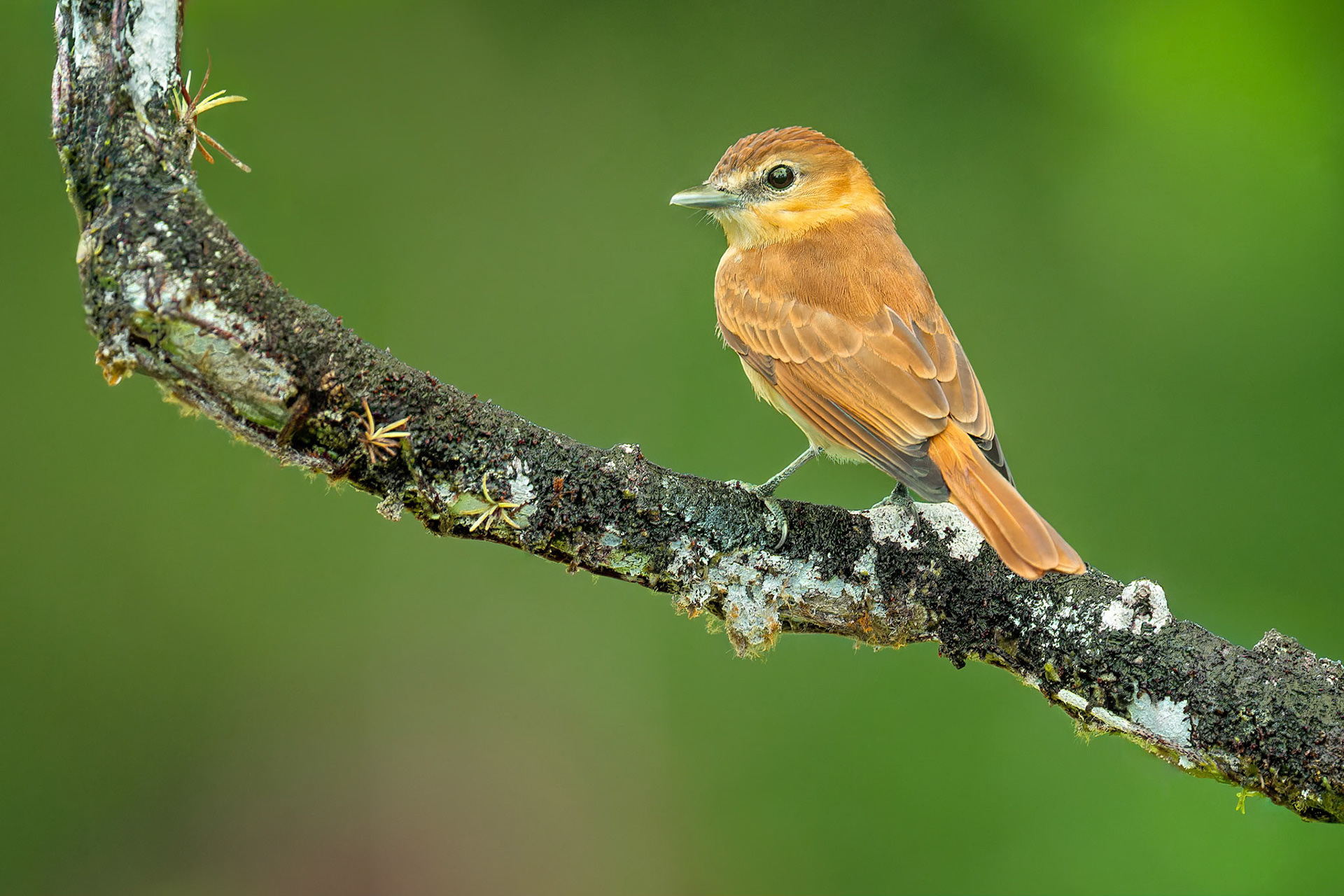 Cinnamon Beard (Boca Tapada, Costa Rica)
