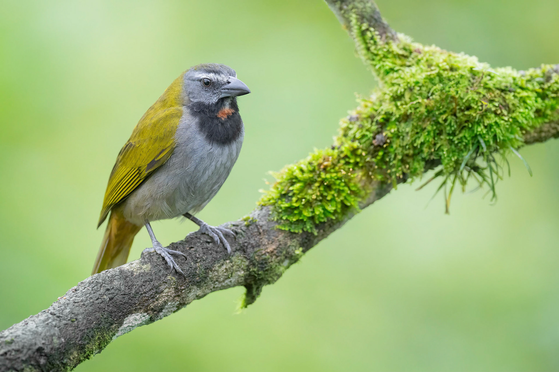 Buff-throated Saltator (Arenal, Costa Rica)