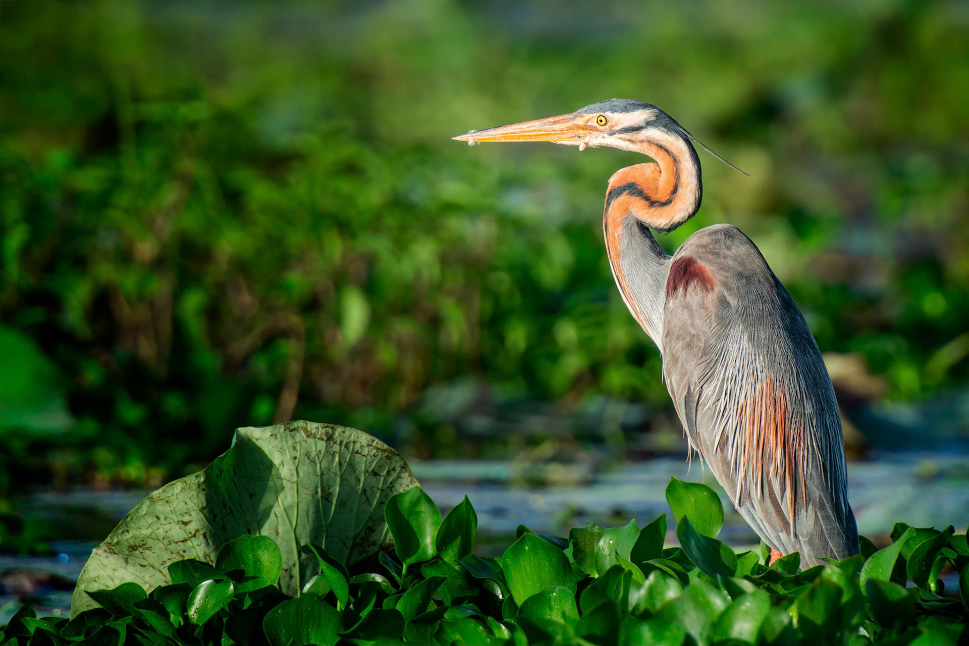 Purple Heron (Habarana, Sri Lanka)