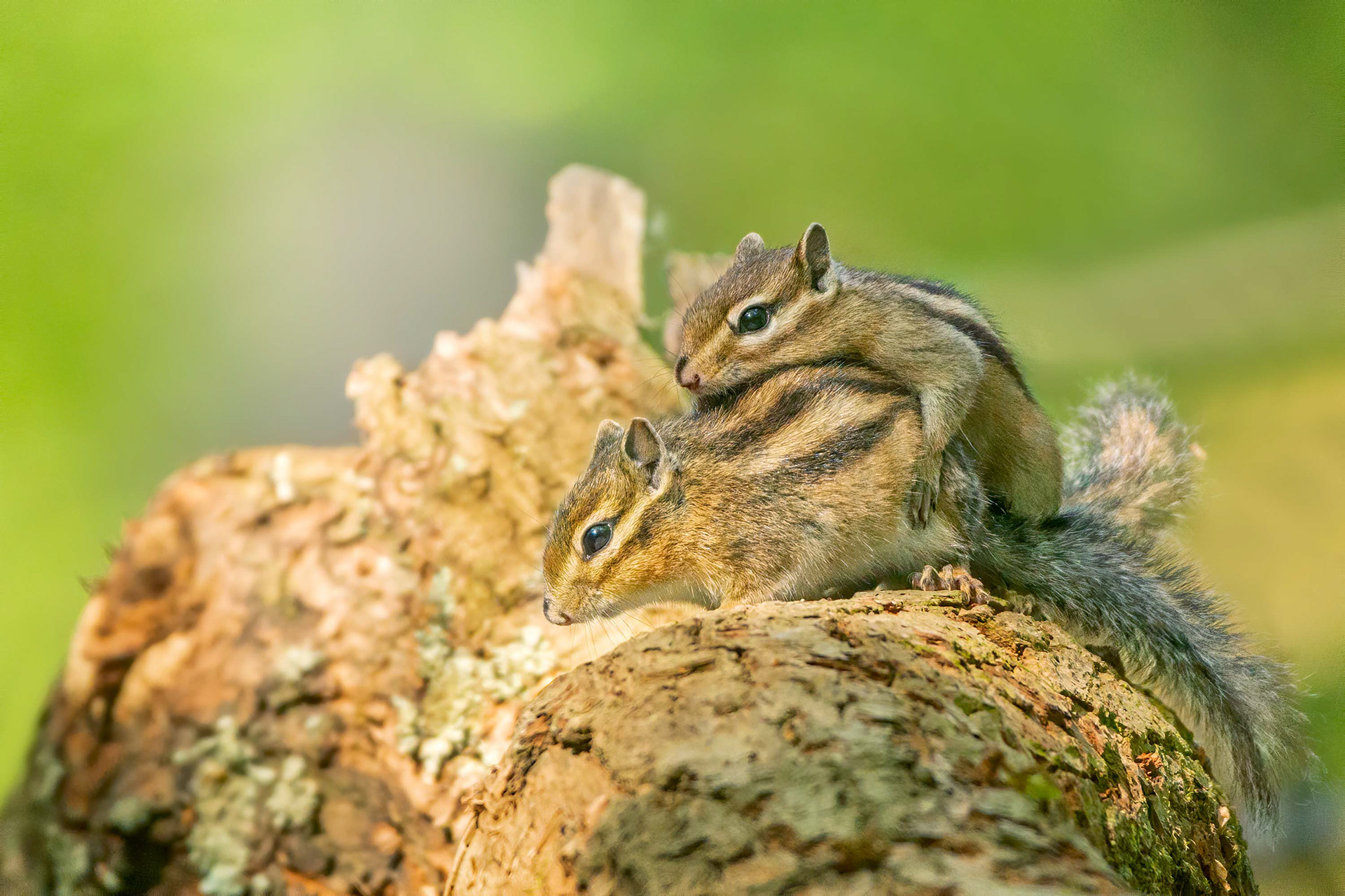 animal, Siberian chipmunk, mating, Brussels, Belgium
