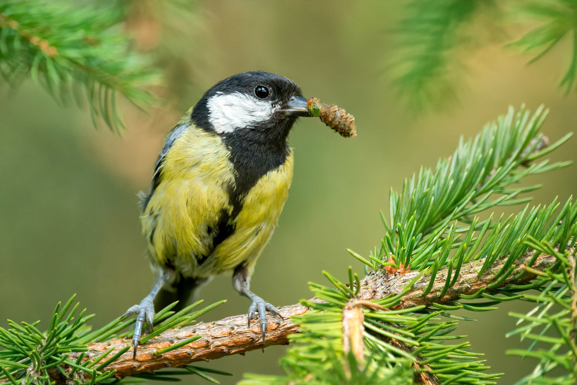Great Tit (Masku, Finland)