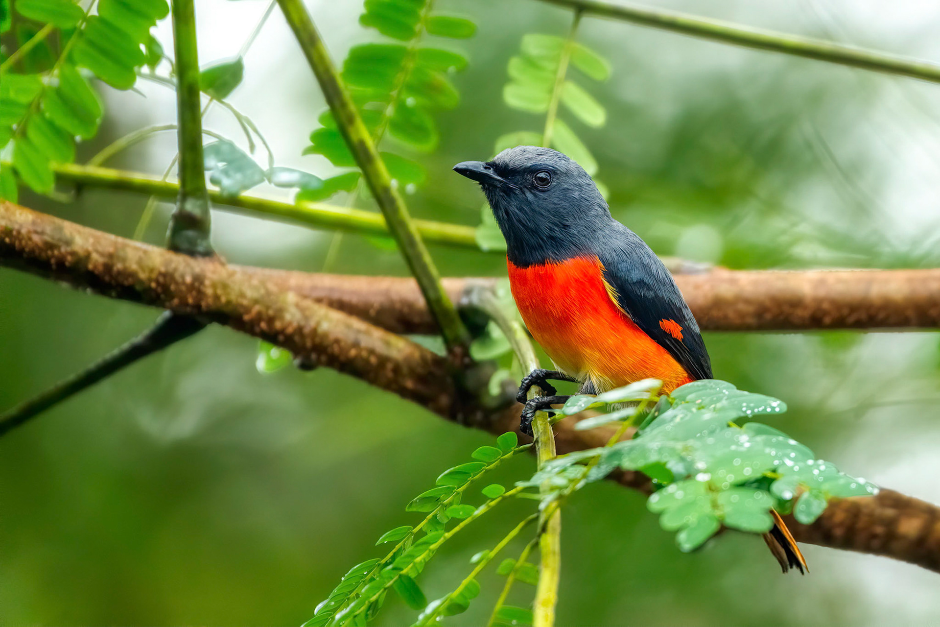 Small Minivet (Habarana, Sri Lanka)
