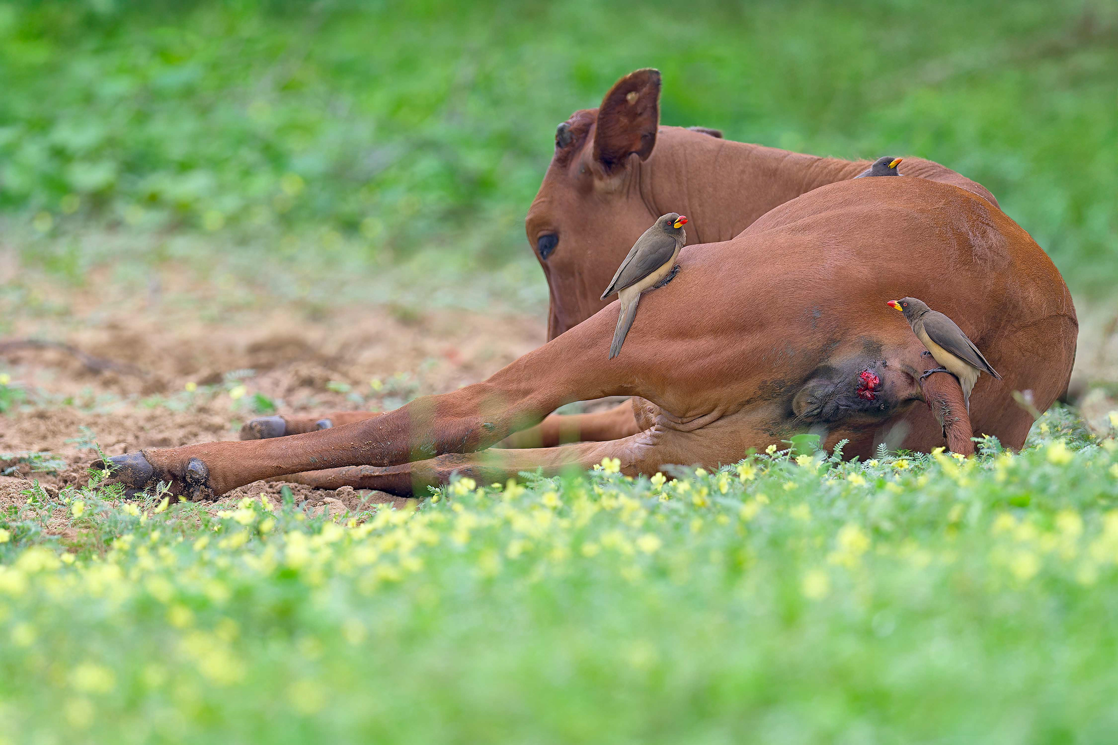 Yellow-billed Oxpecker (Bwabwata, Namibia)