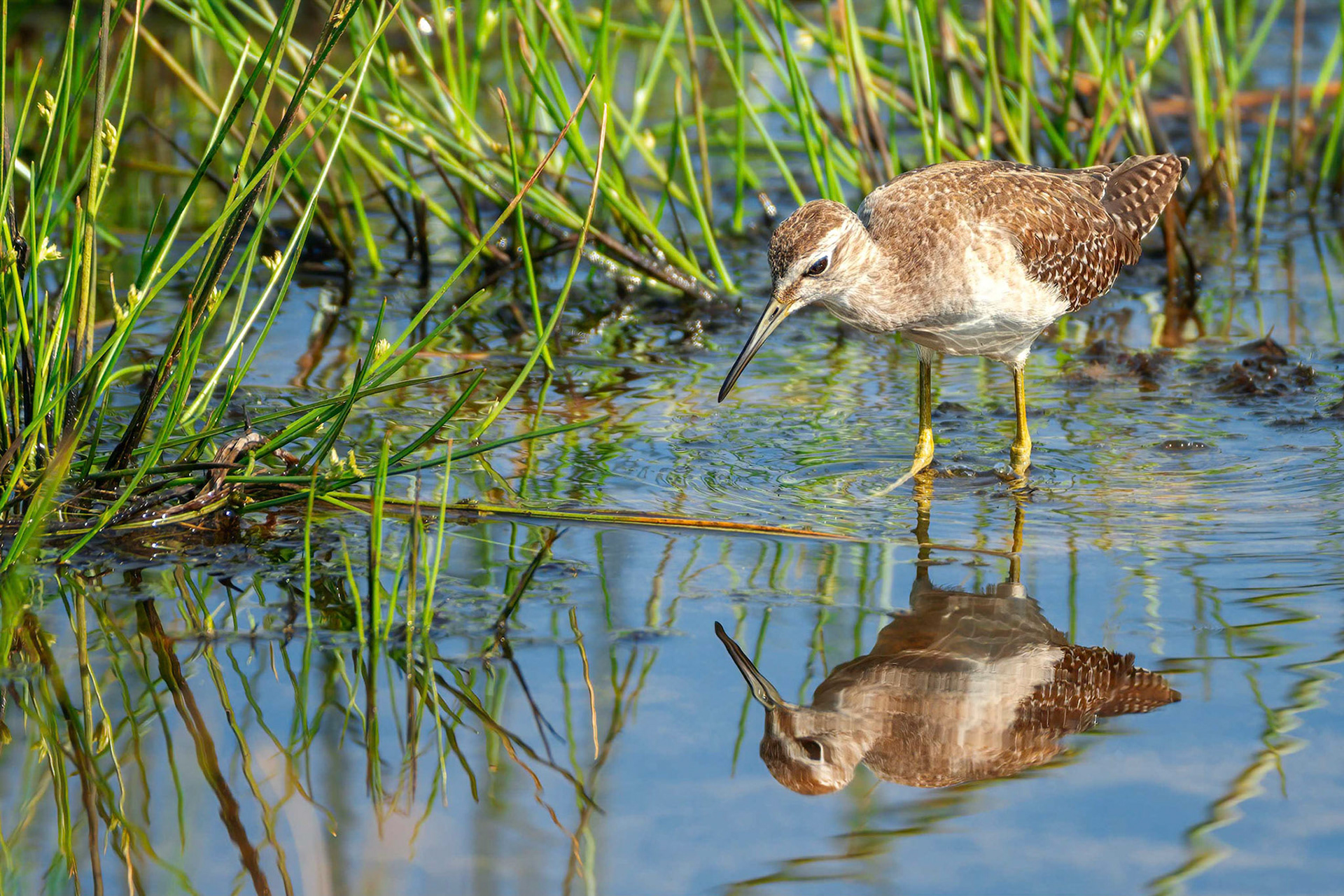 Wood Sandpiper (Bundala, Sri Lanka)