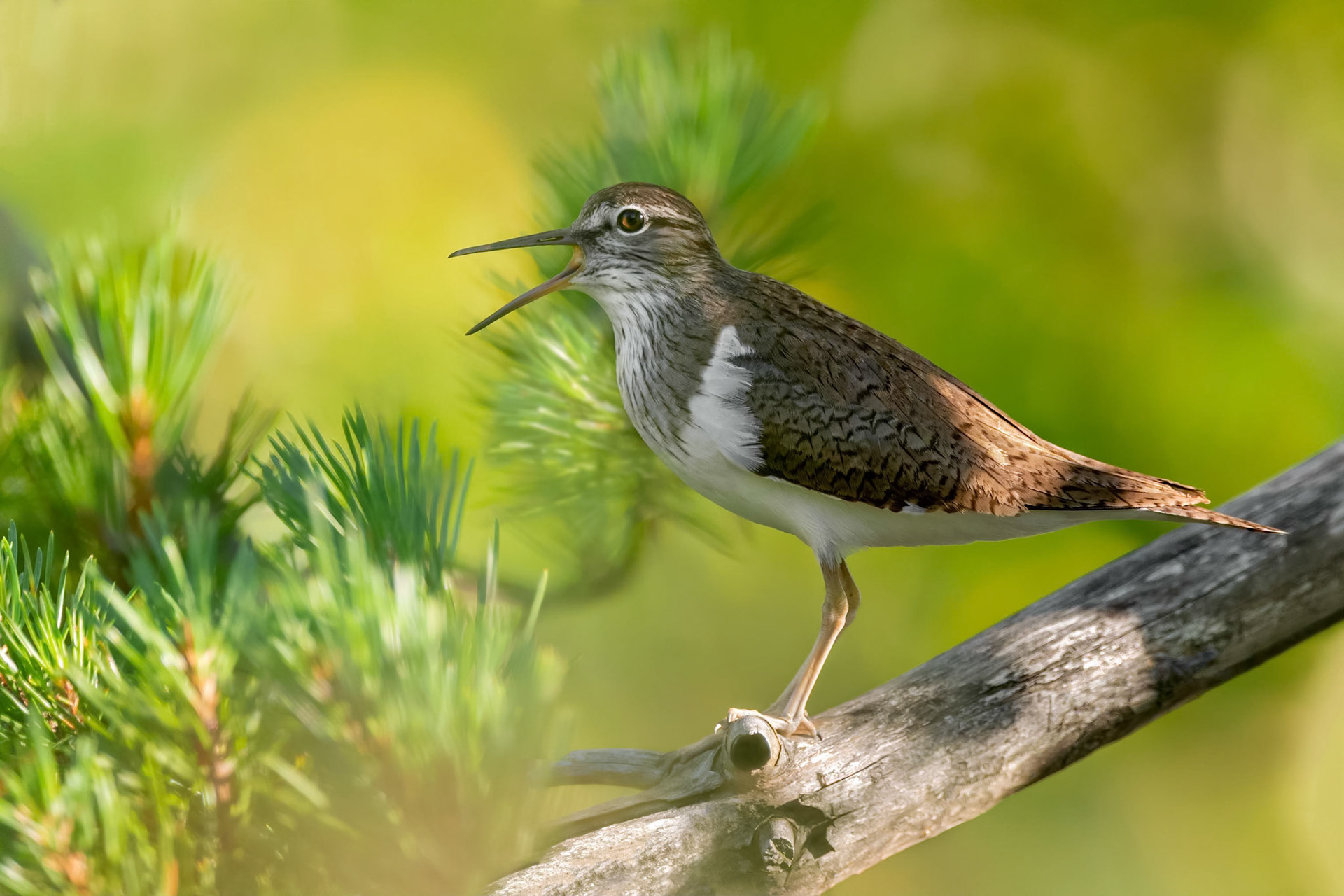 Common Sandpiper (Masku, Finland)