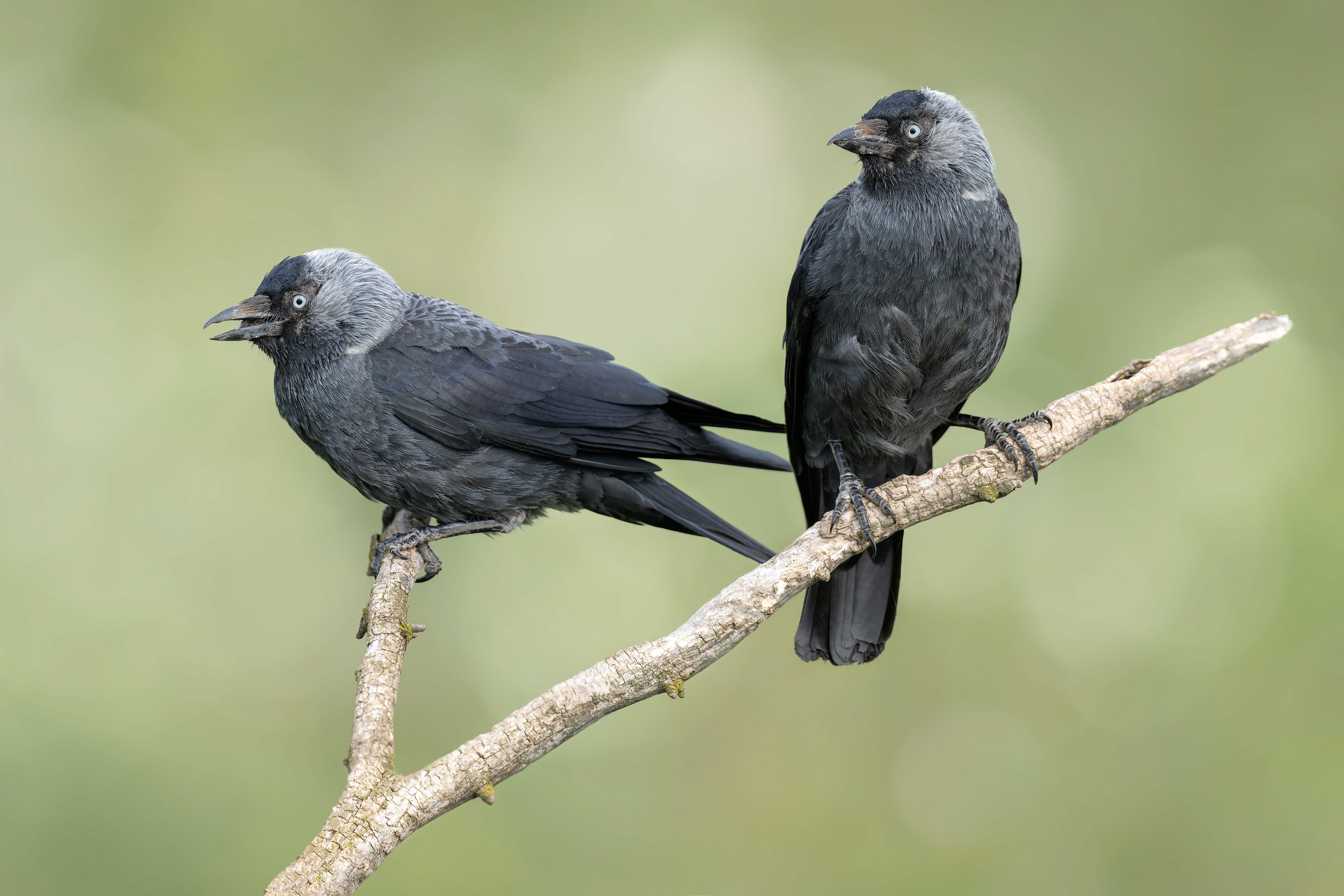 Eurasian Jackdaw (Kisujszallas, Hungary)