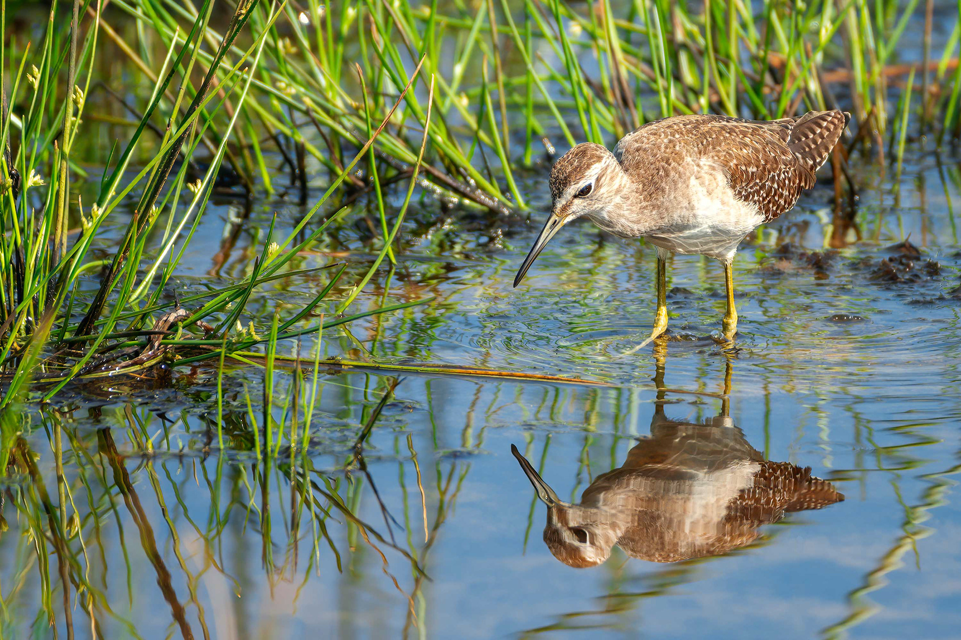 bird, wood sandpiper, Bundala, Sri Lanka
