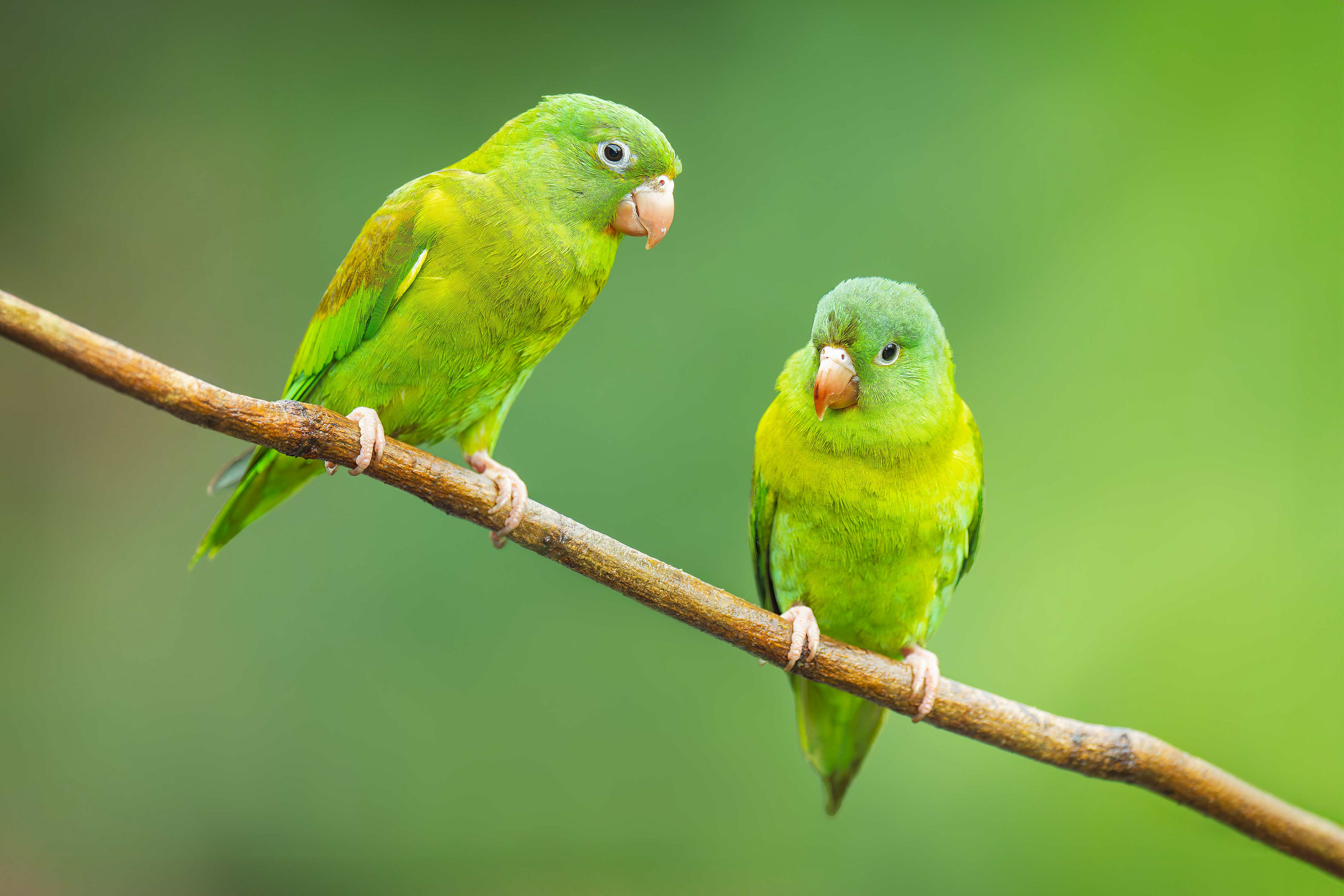 Orange-chinned Parakeet (Boca Tapada, Costa Rica)