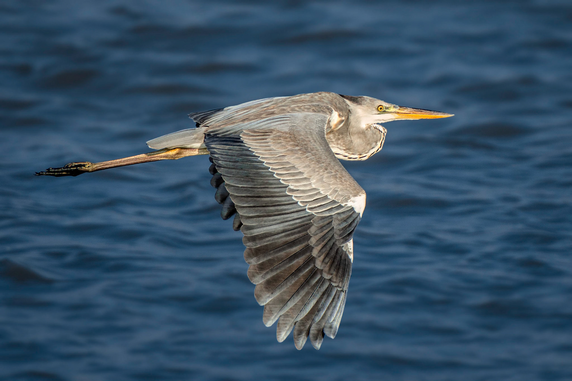 Grey Heron (Bundala, Sri Lanka)