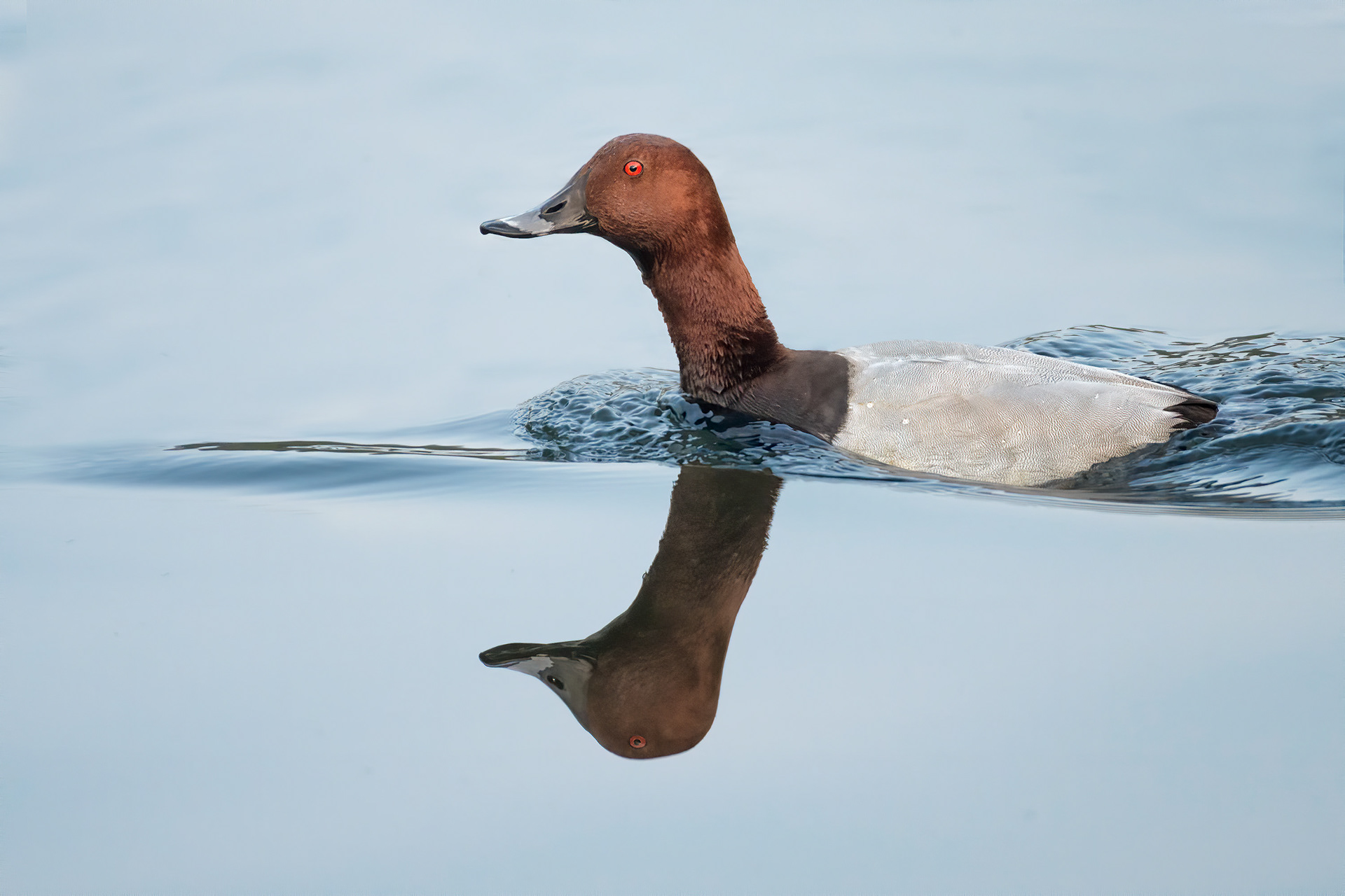 bird, common pochard, Belgium, Brussels