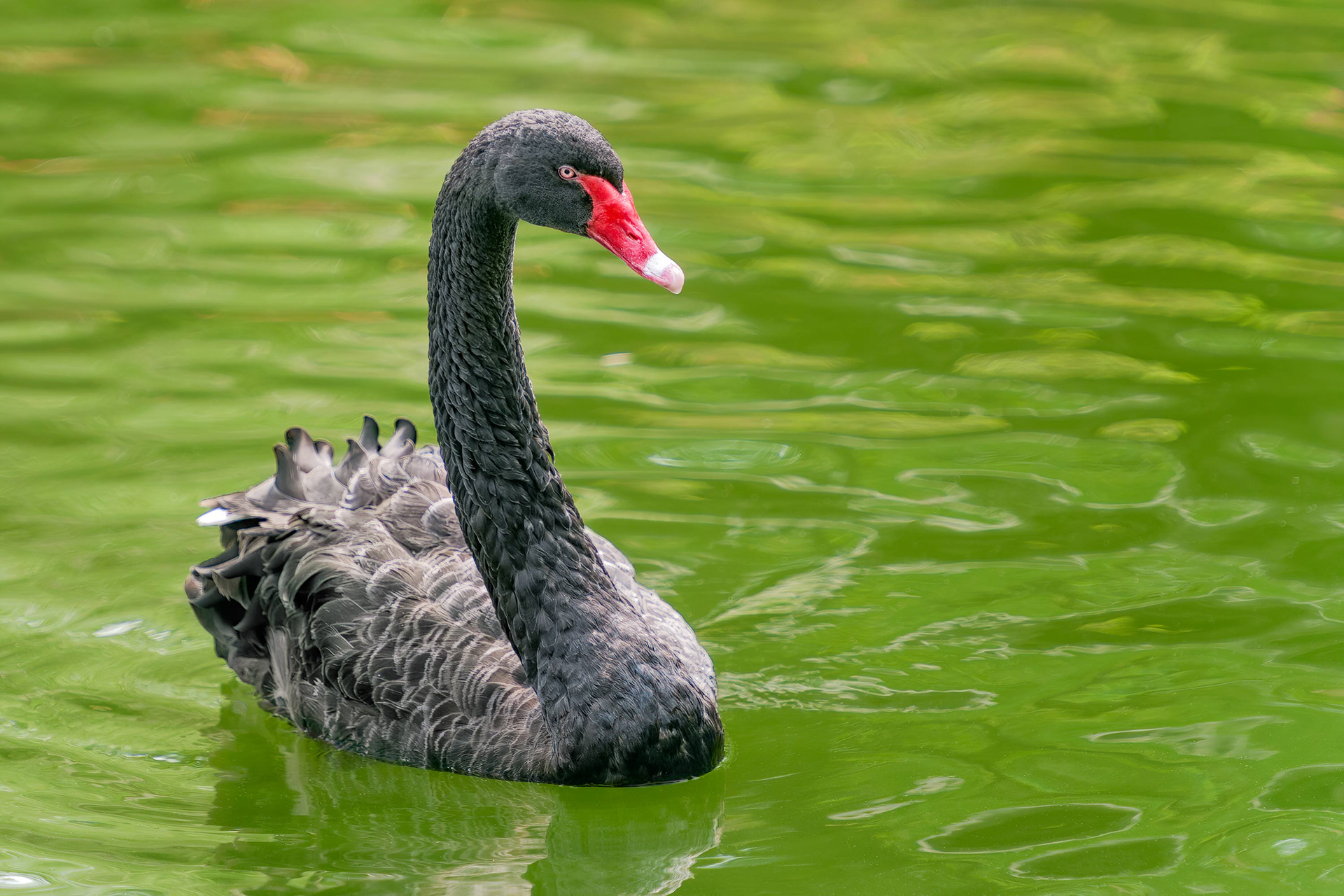 bird, black swan, Taipei, Taiwan