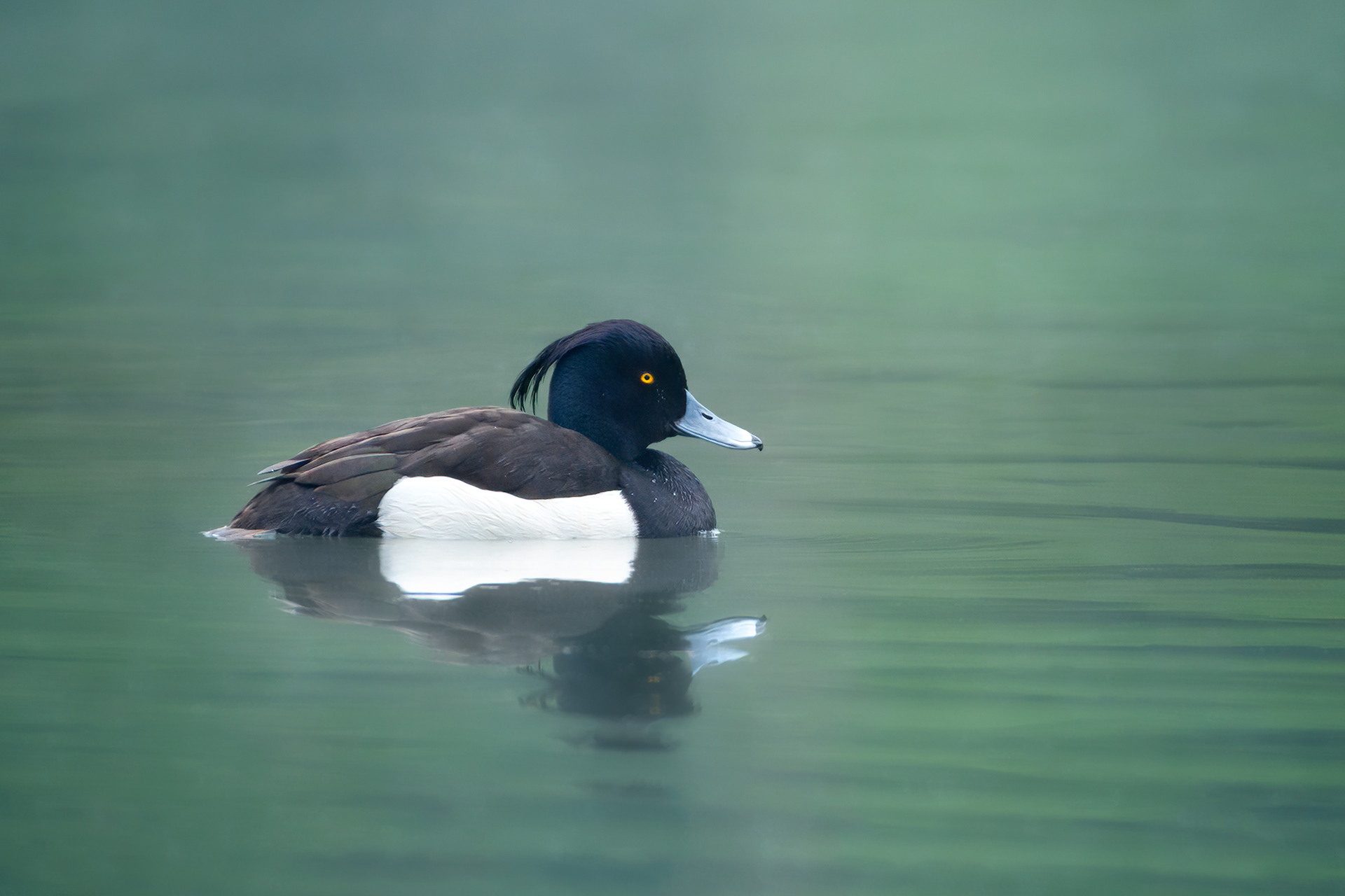 bird, tufted duck, Brussels, Belgium