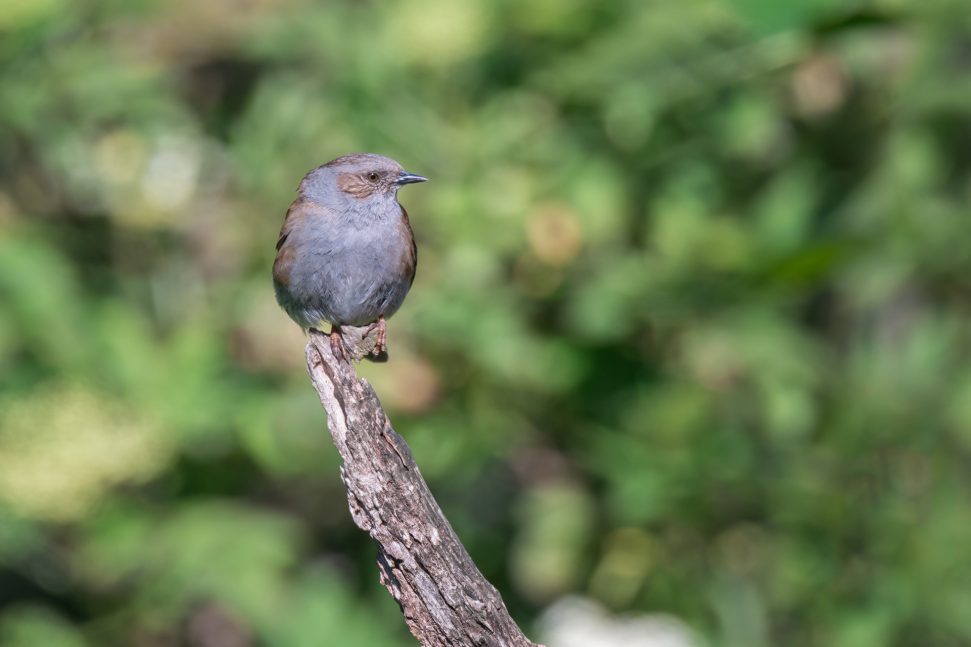 dunnock, Brussels, Belgium