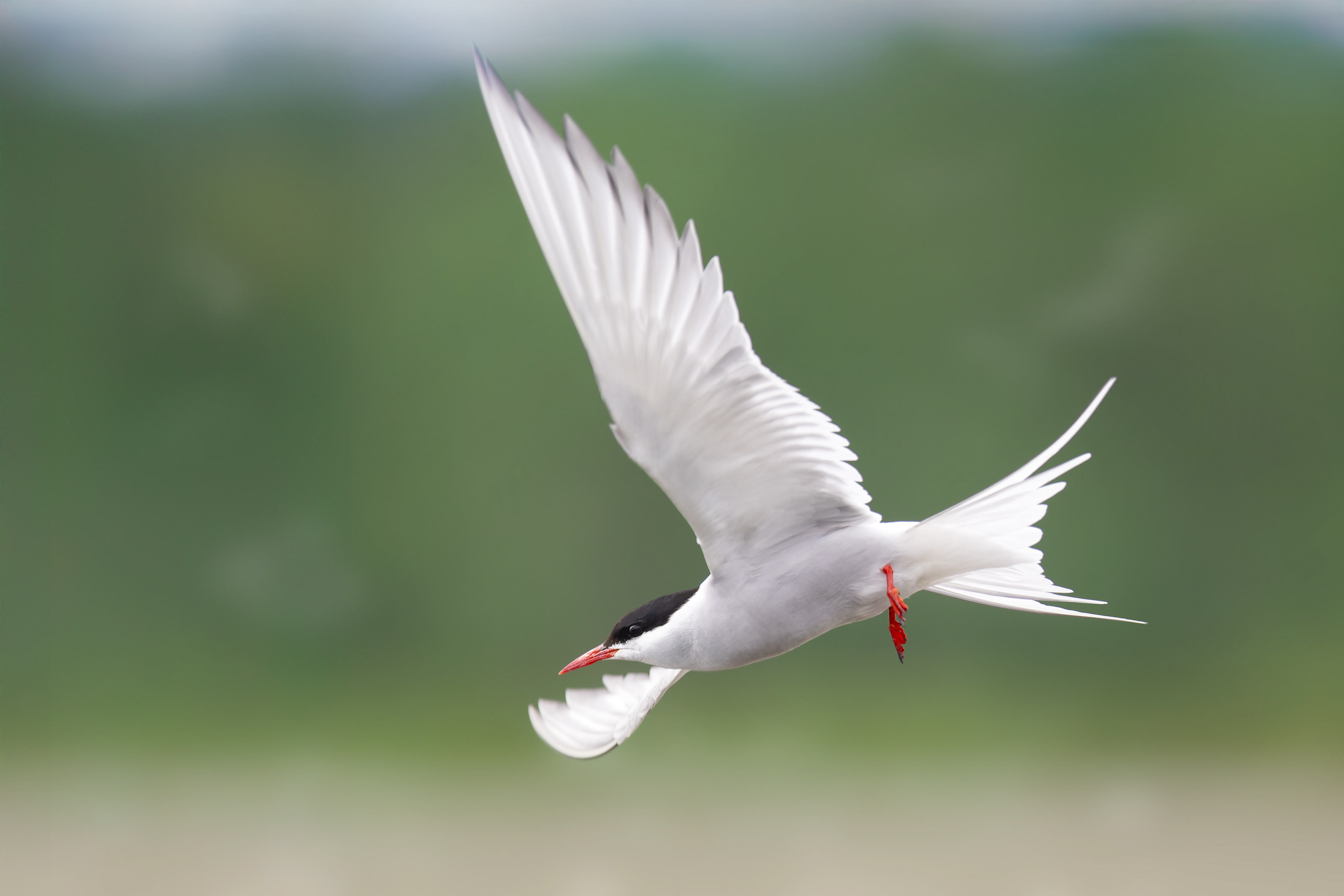 Arctic Tern (Kustavi, Finland)