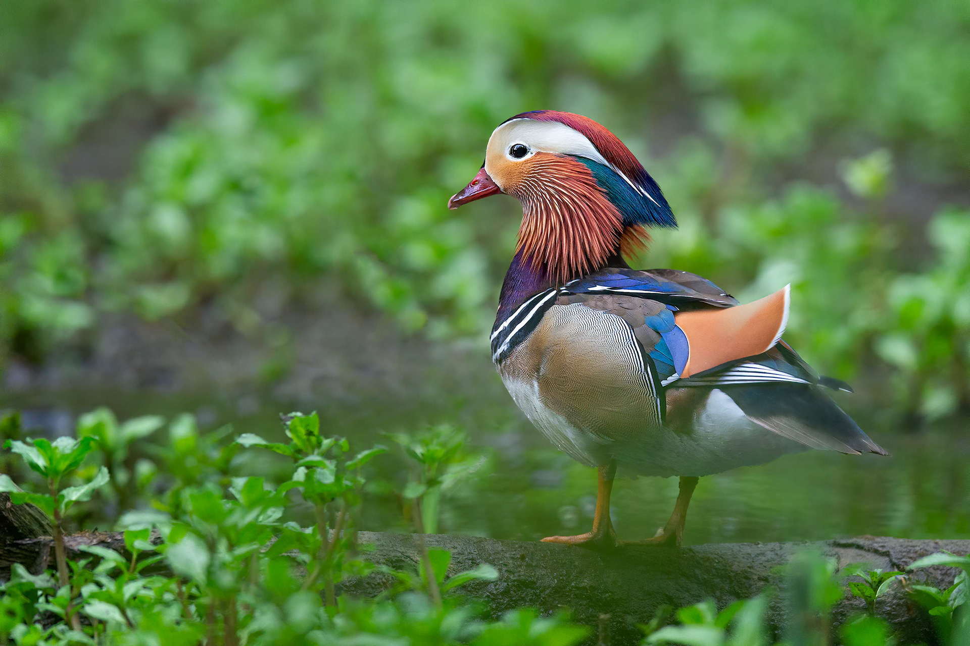 bird, mandarin duck, Brussels, Belgium