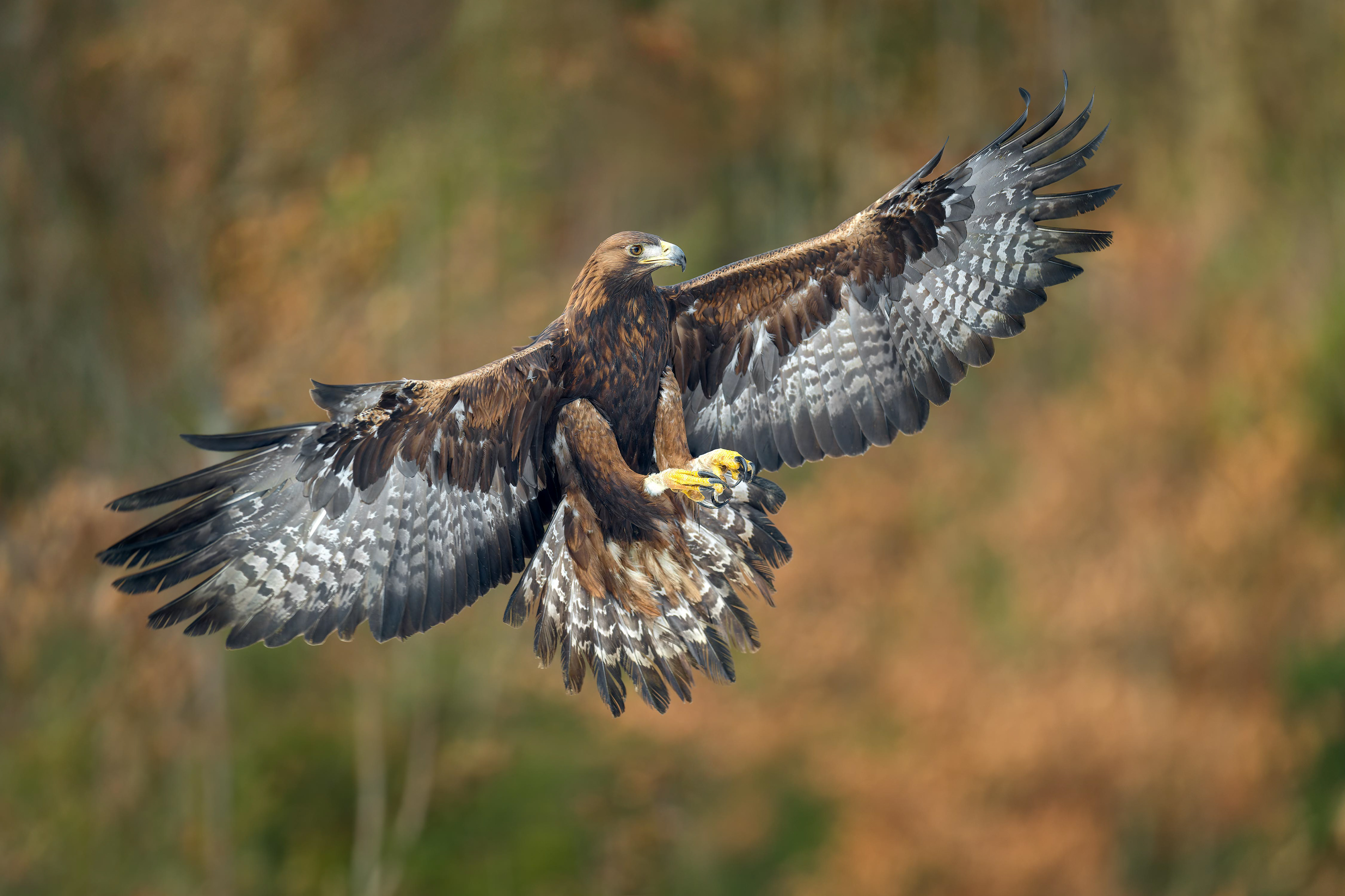 Golden Eagle (bird in human care, Hlinsko, Czech Republic)