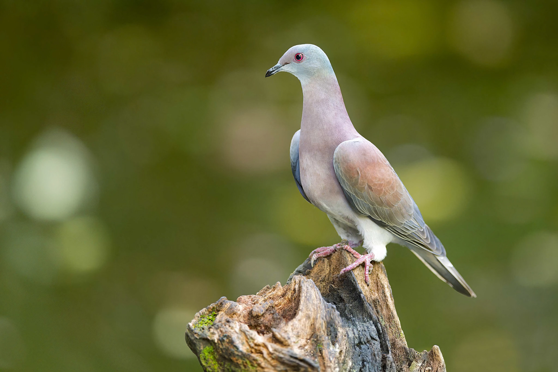 Pale-vented Pigeon (Sarapiqui, Costa Rica)