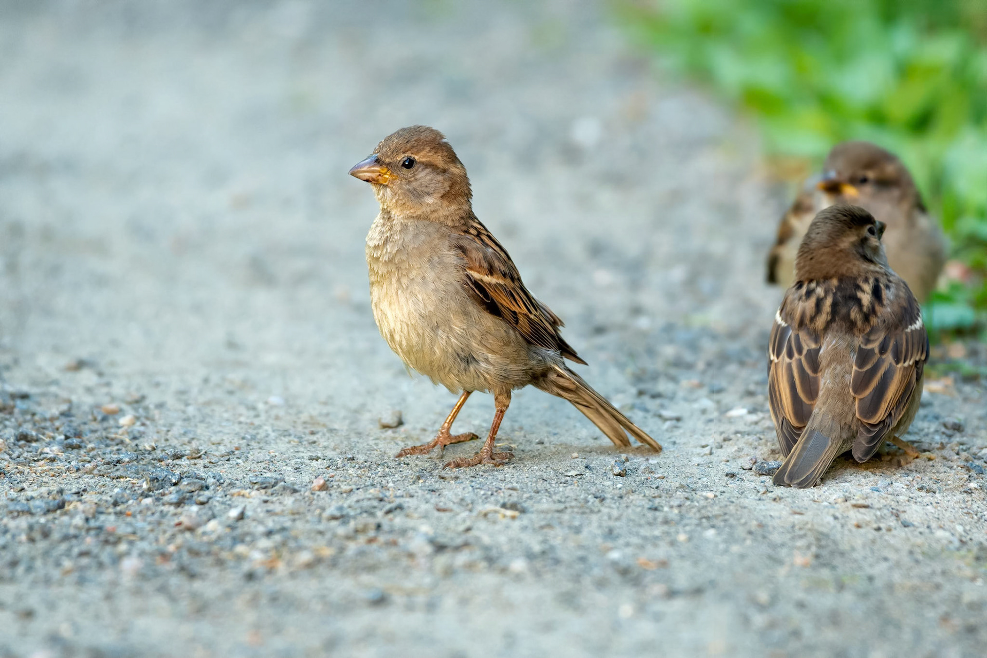 House Sparrow (Turku, Finland)