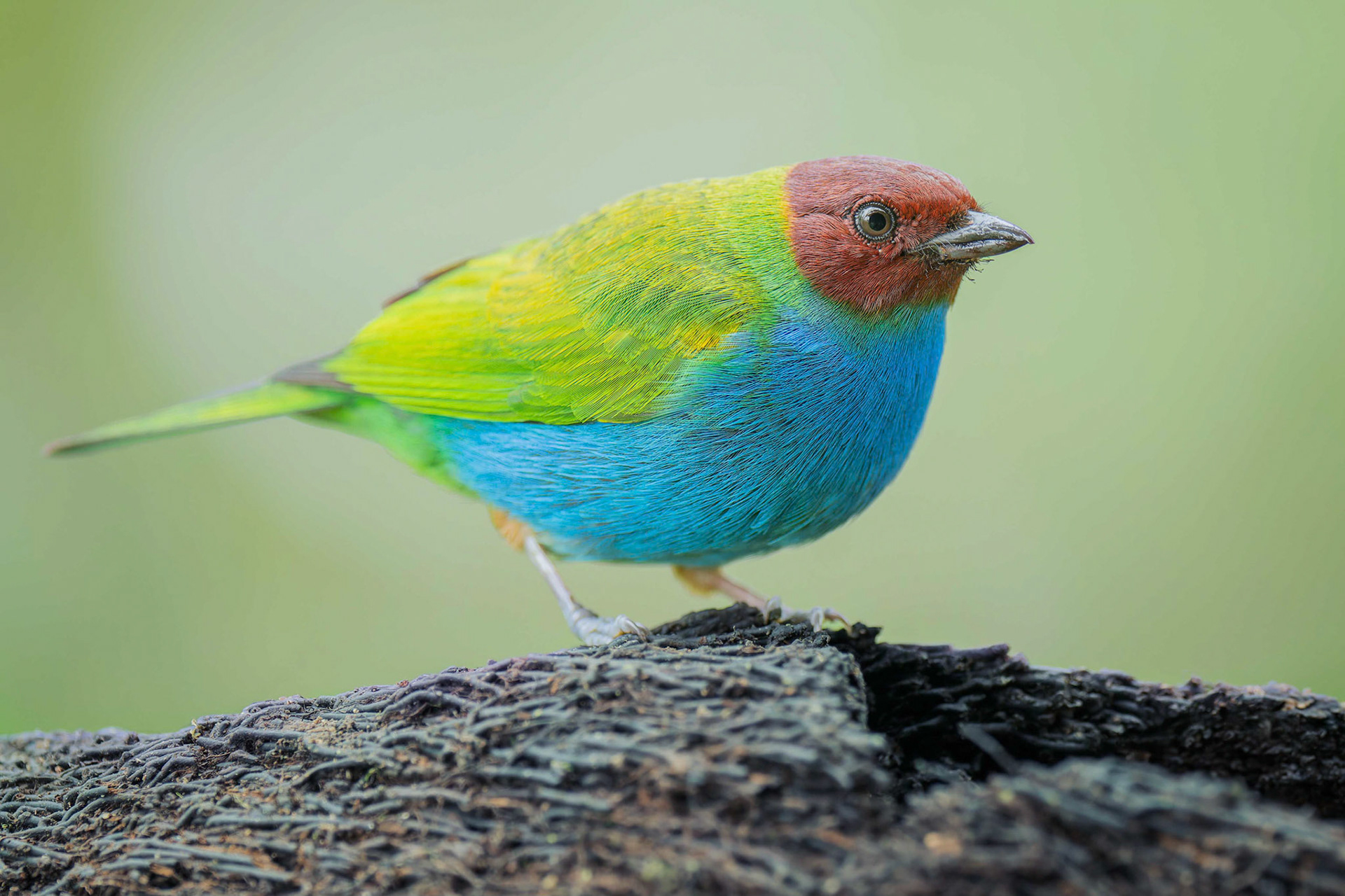 Bay-headed Tanager (Arenal, Costa Rica)