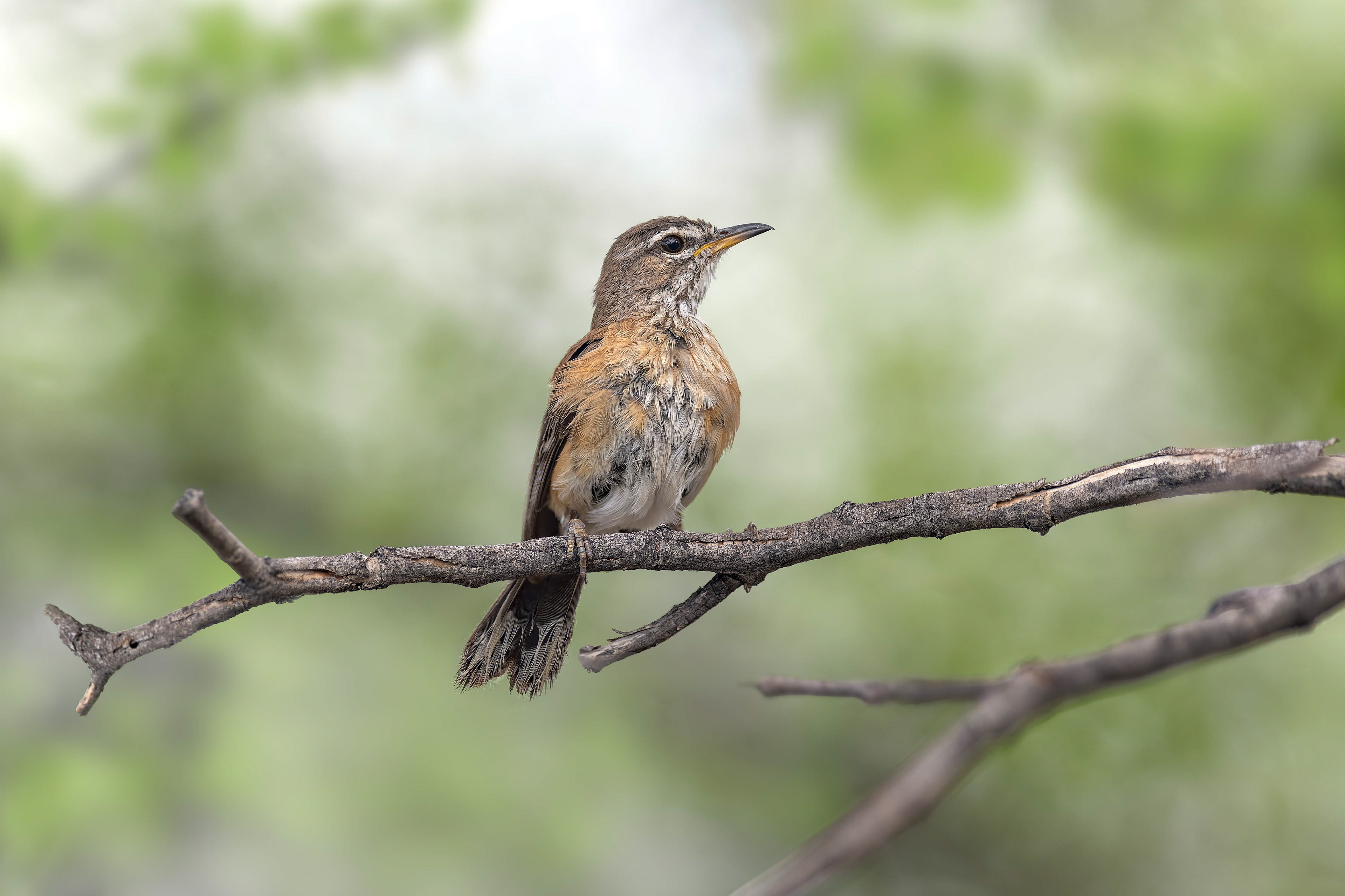 White-browed Scrub Robin (Omaruru, Namibia)