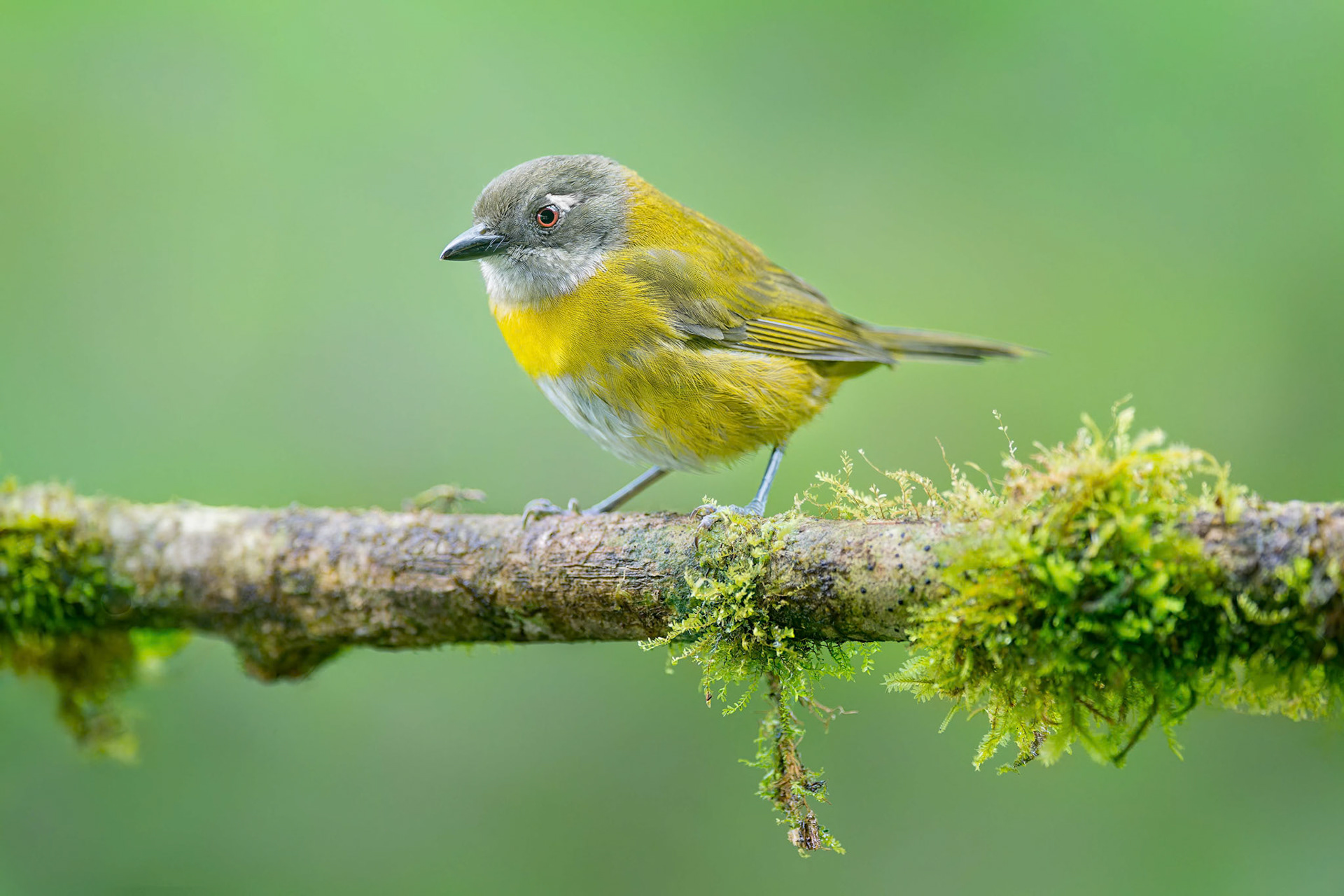 Common Chlorospingus (Arenal, Costa Rica)