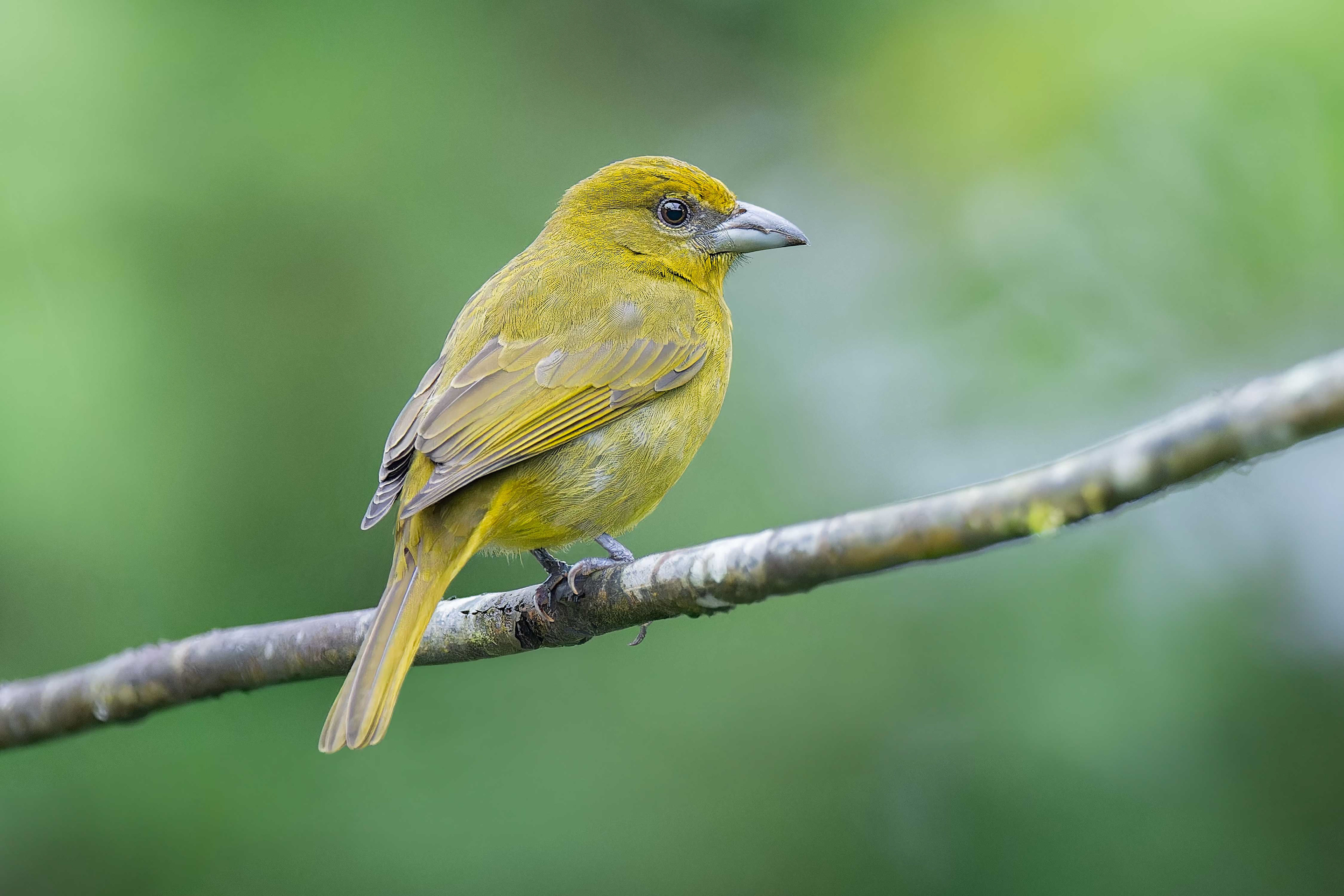 Hepatic Tanager (Arenal, Costa Rica)