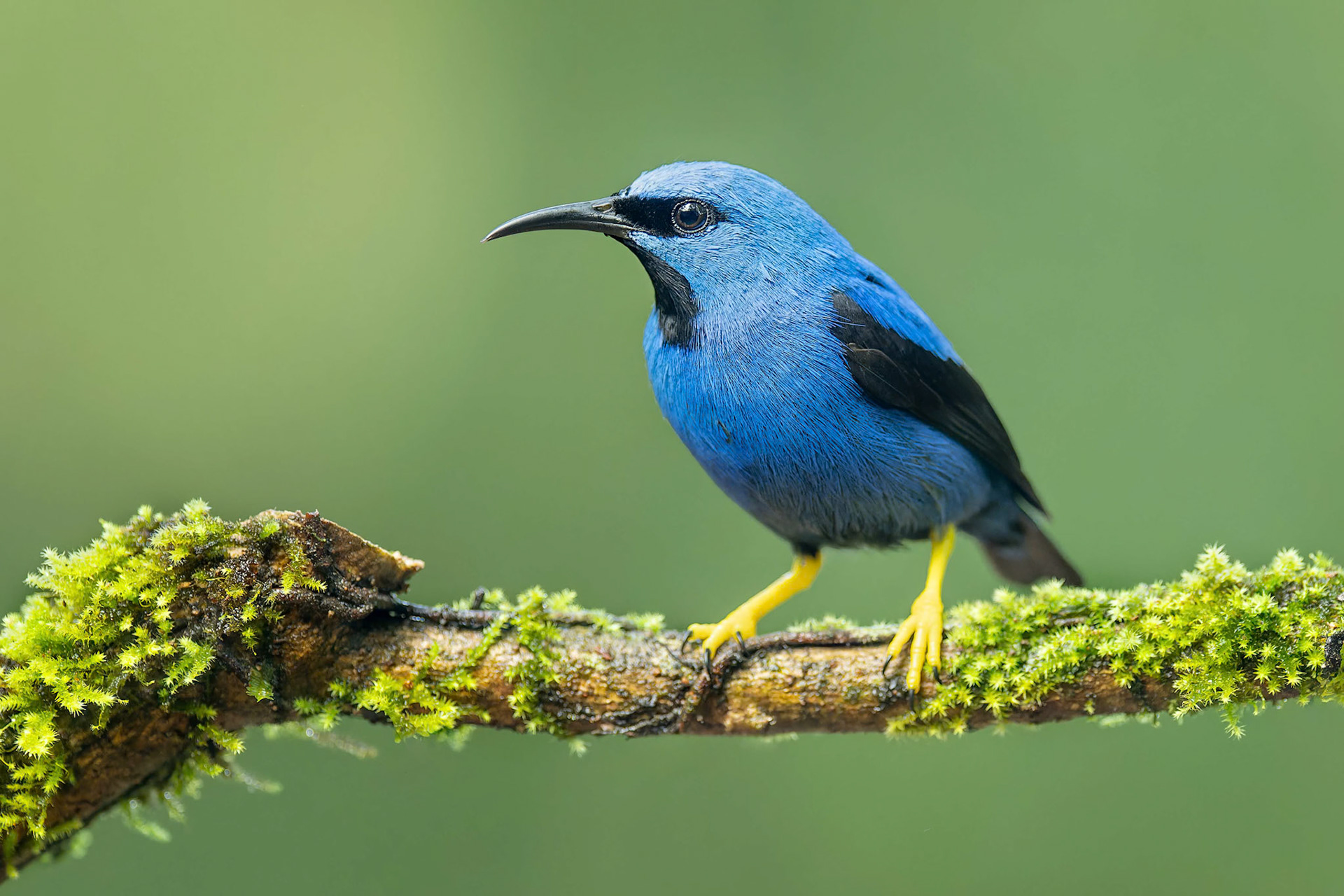Shining Honeycreeper (Arenal, Costa Rica)